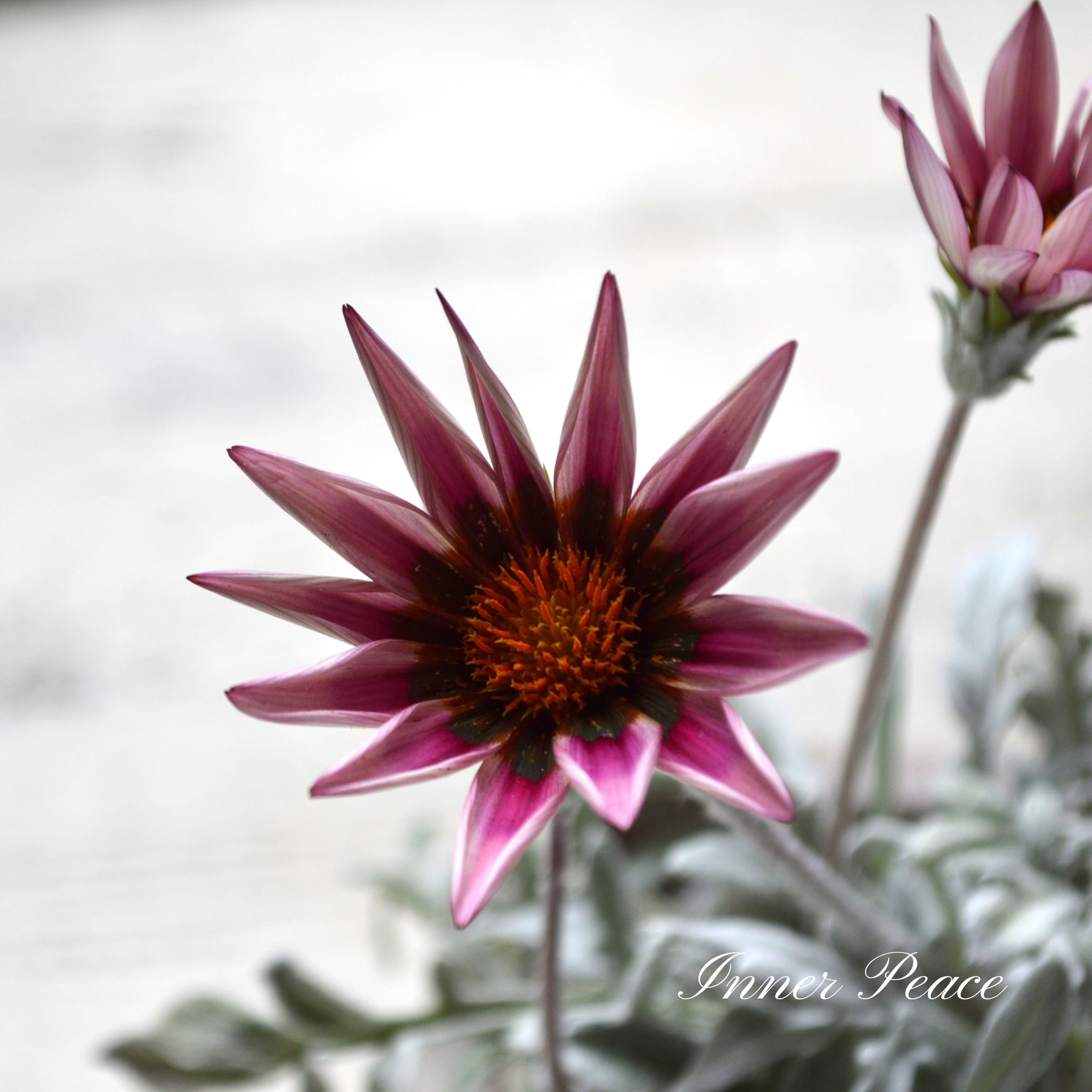 【希少】 ガザニア 『クリムゾンフラッシュ』 3.5寸POT