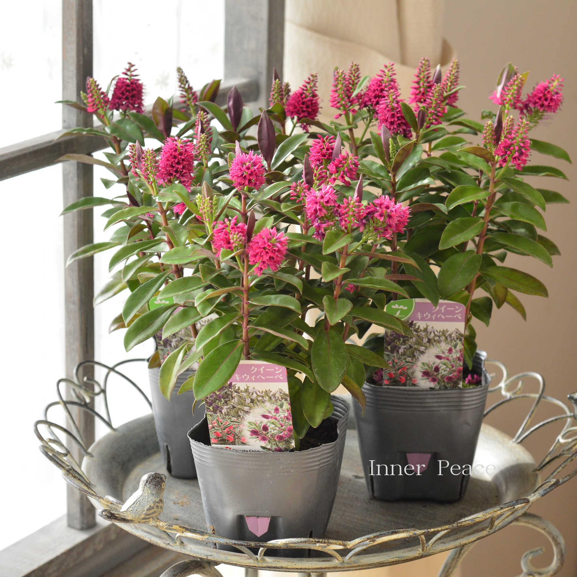 【個性的】 ヘーベ 『クイーン・キウィヘーベ ピンク系』 3.5寸POT