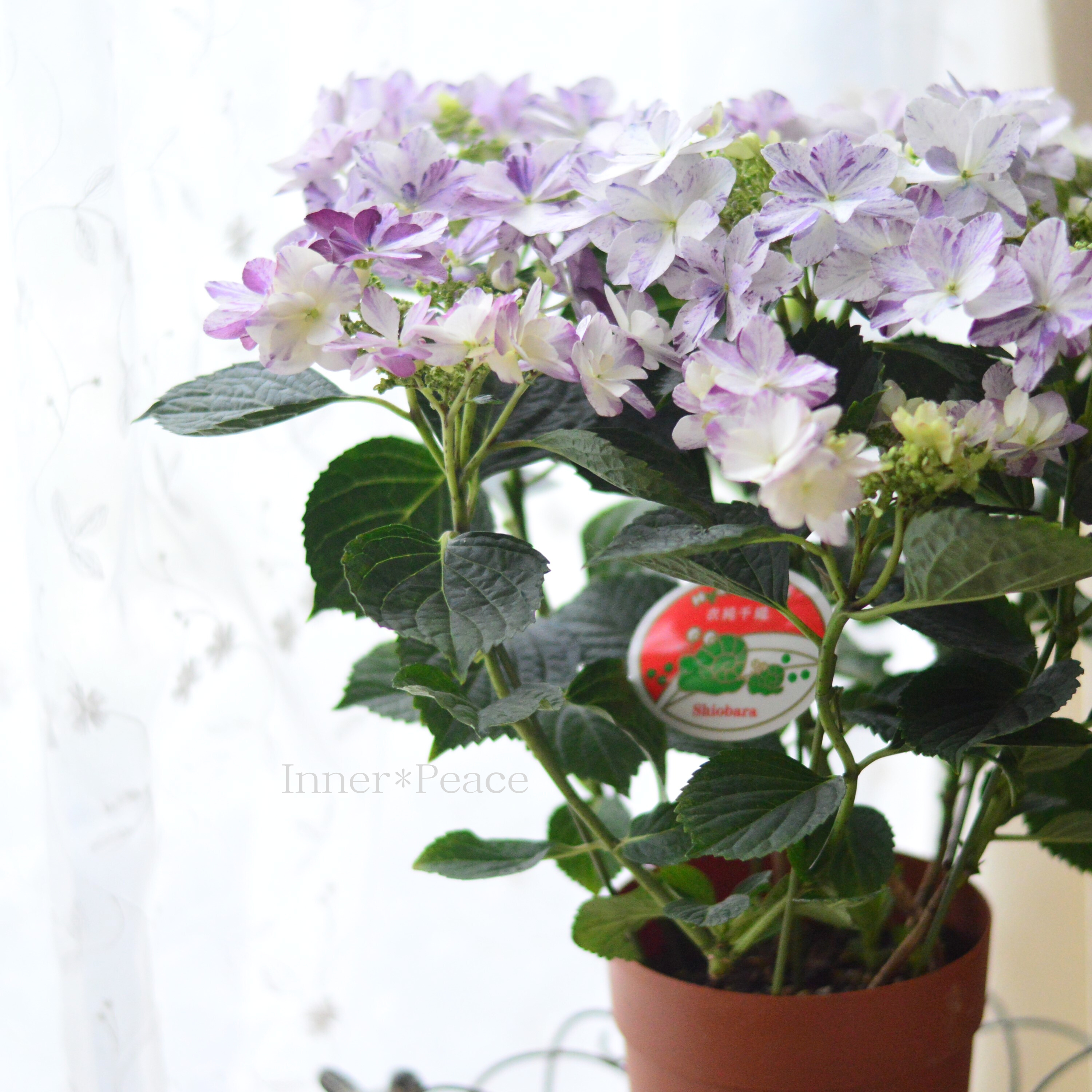 【美しい】 紫陽花 『衣純千織(イズミチオリ)・ブルー』 5号鉢