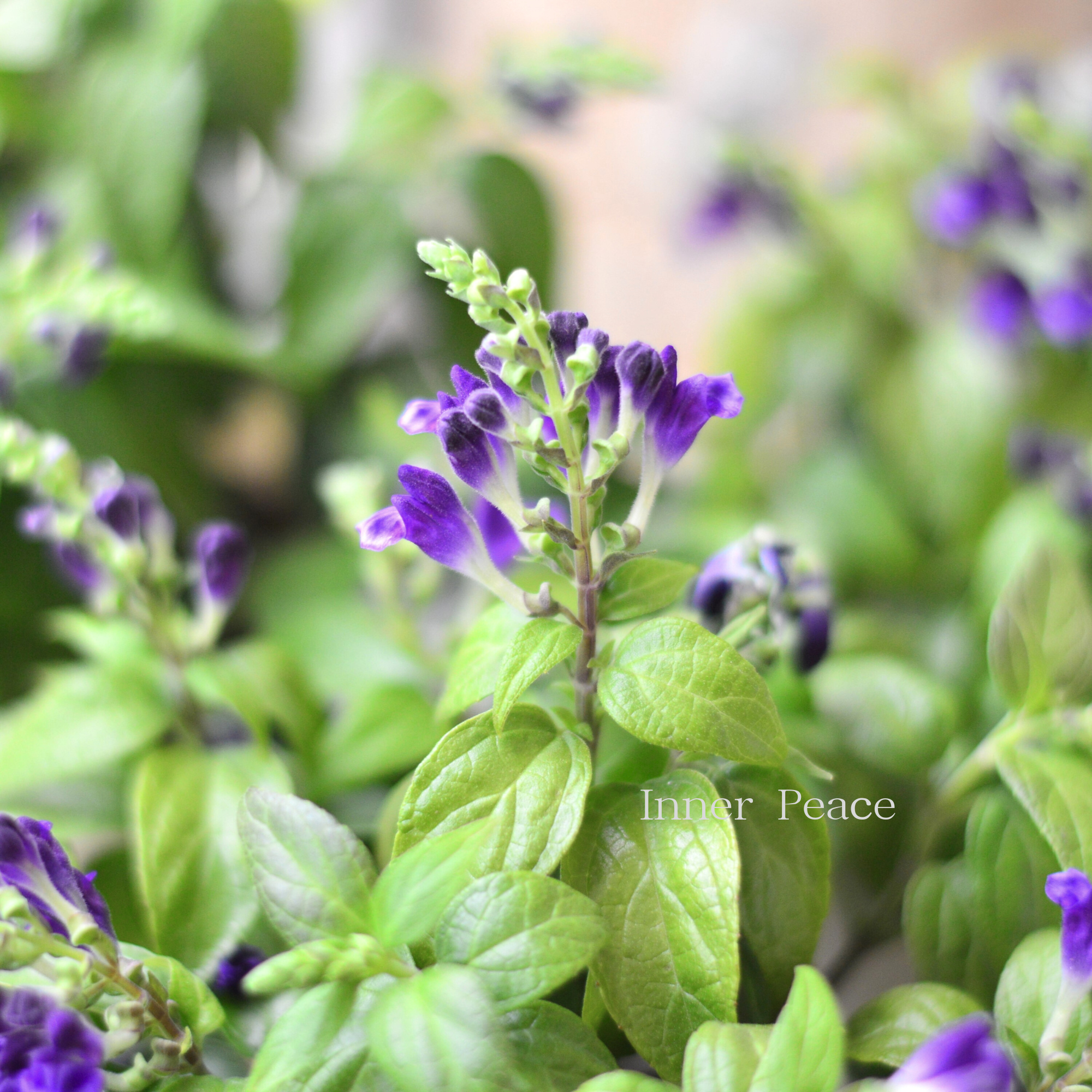 【美しい】 スクテラリア 『ジャワニカ・ベランダ』 3.5寸POT