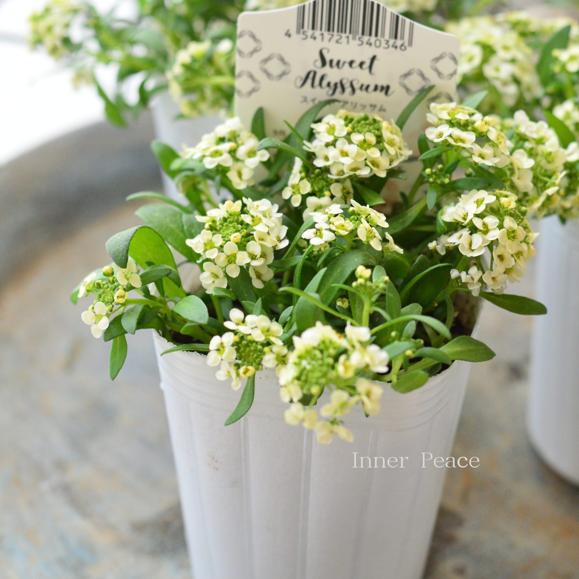 【かわいい】 スイートアリッサム 『アルーレ・レモンイエロー』 2.5寸POT