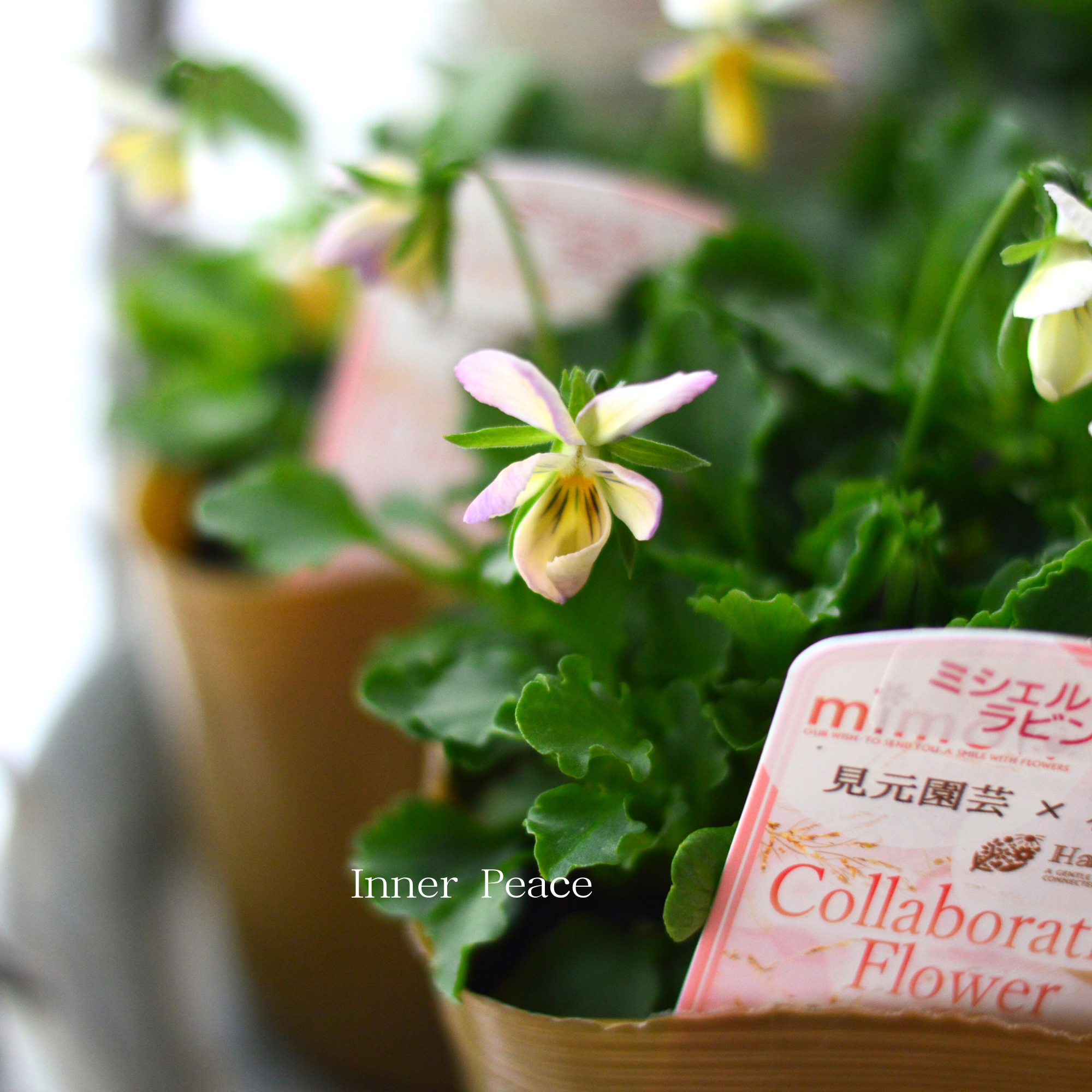 【見元園芸さん×花日和さん】 ビオラ 『ミシェルラビンMIX』 3.5寸POT