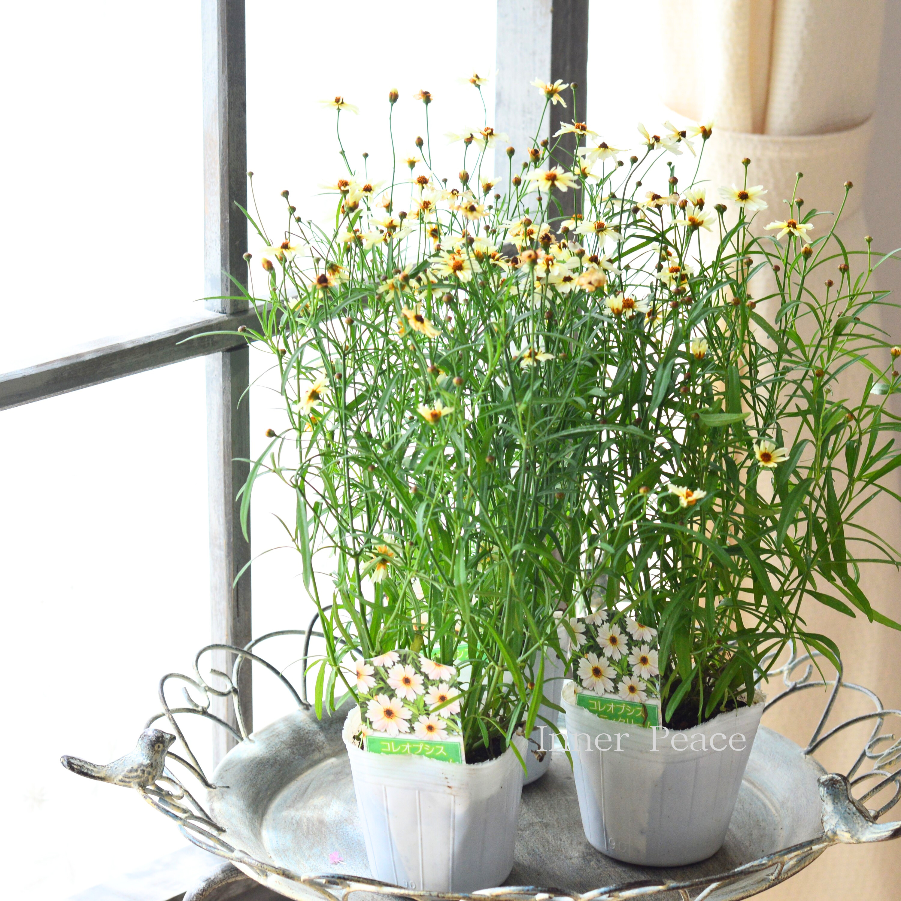 【アンティーク色】コレオプシス『ミスティクリーム』 3寸POT