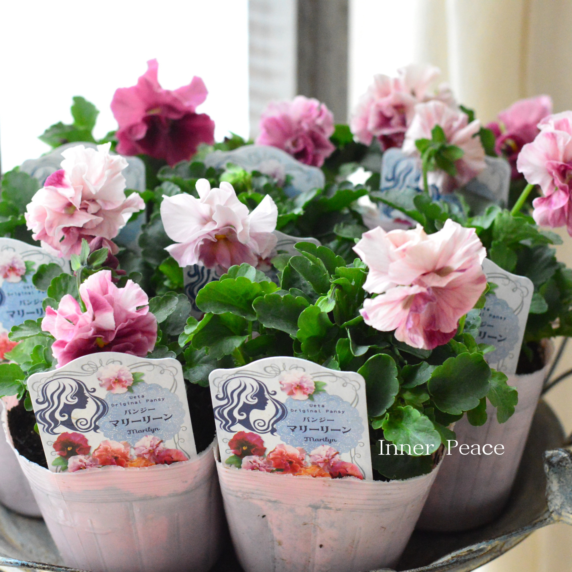 【うえたさん育種】 パンジー 『マリーリーン・C』 3.5寸POT