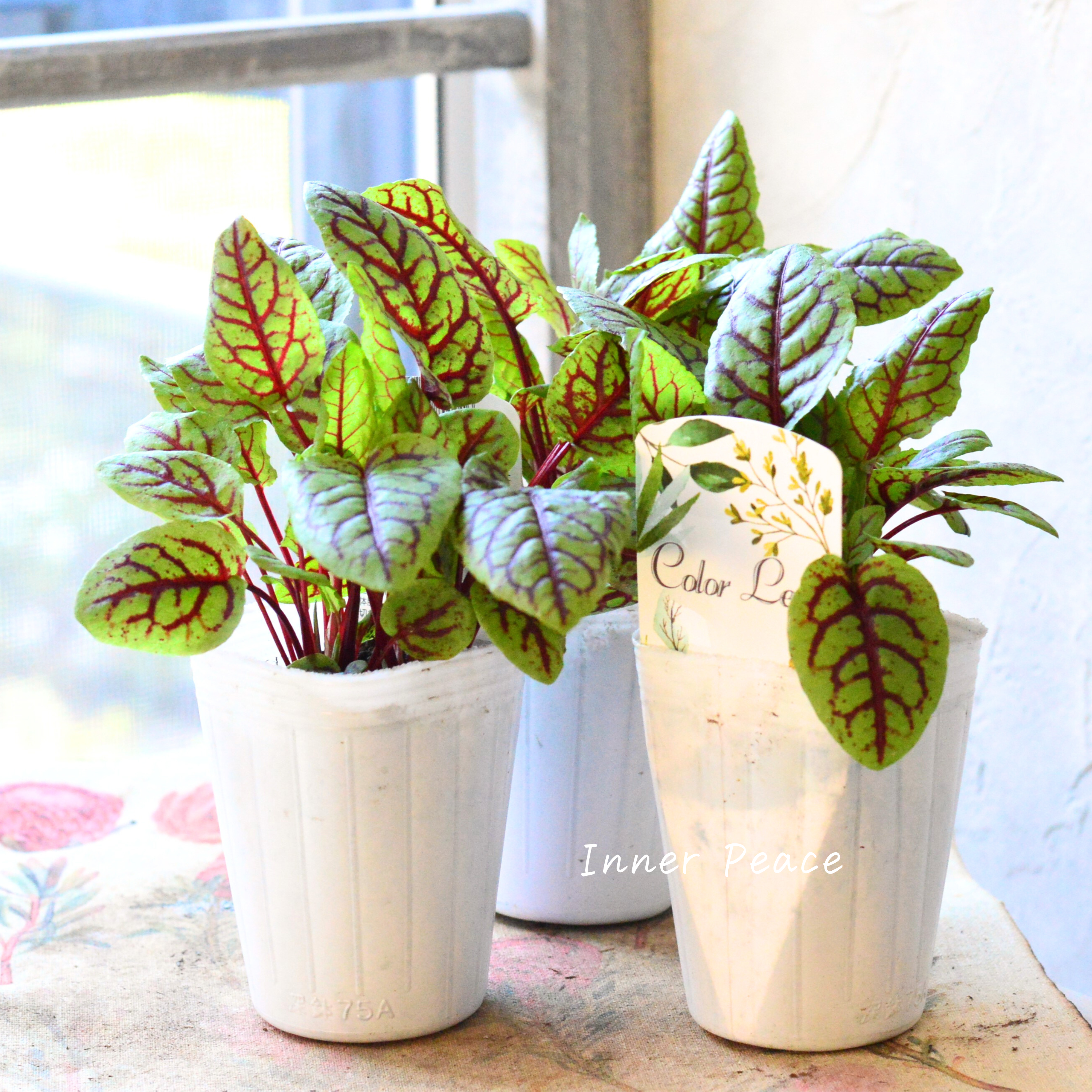 【寒さに強い】 ルメックス 『ブラッディドック』 2.5寸ロングPOT