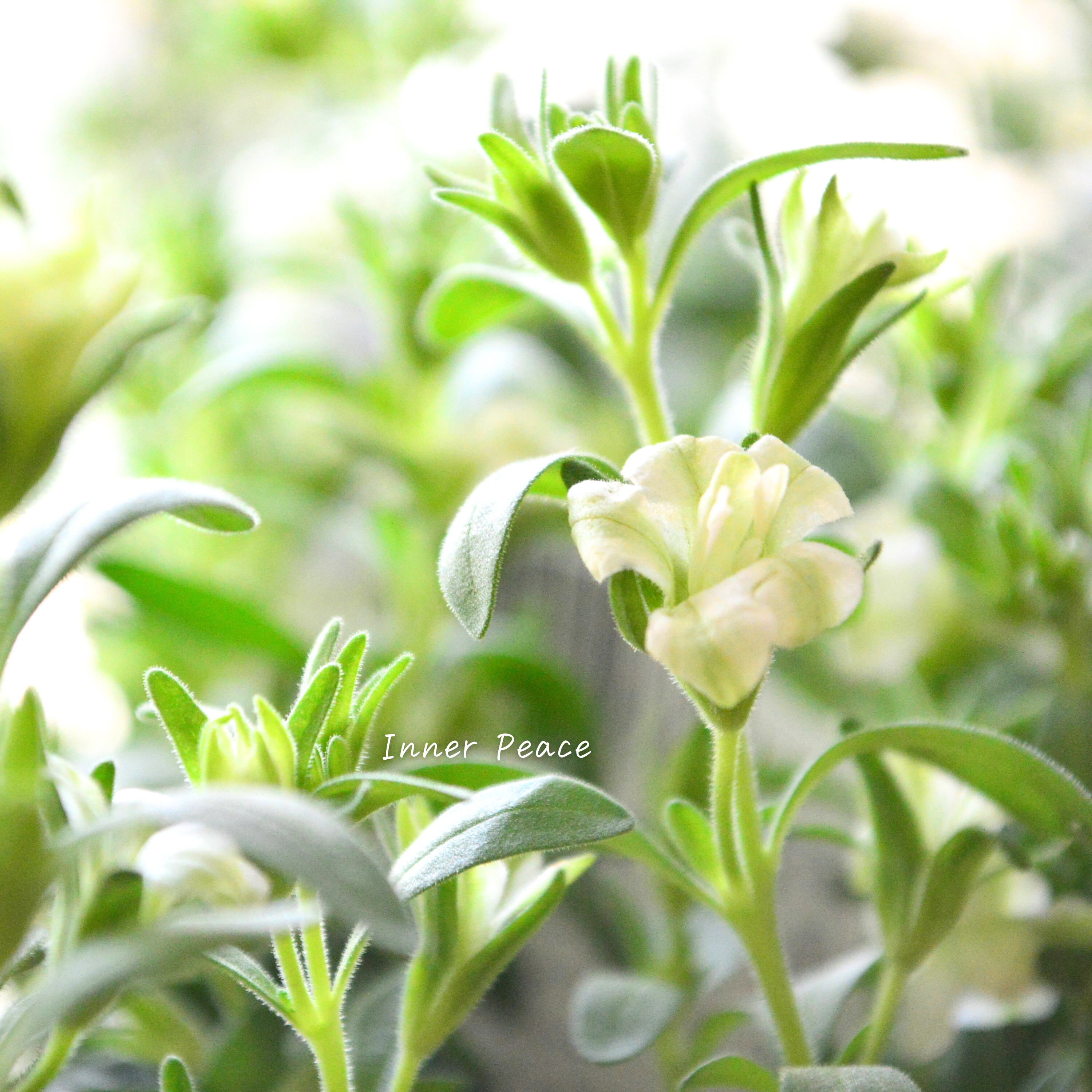 【ナラフラさん】 八重咲きカリブラコア 『グリーン』 3寸ロングPOT