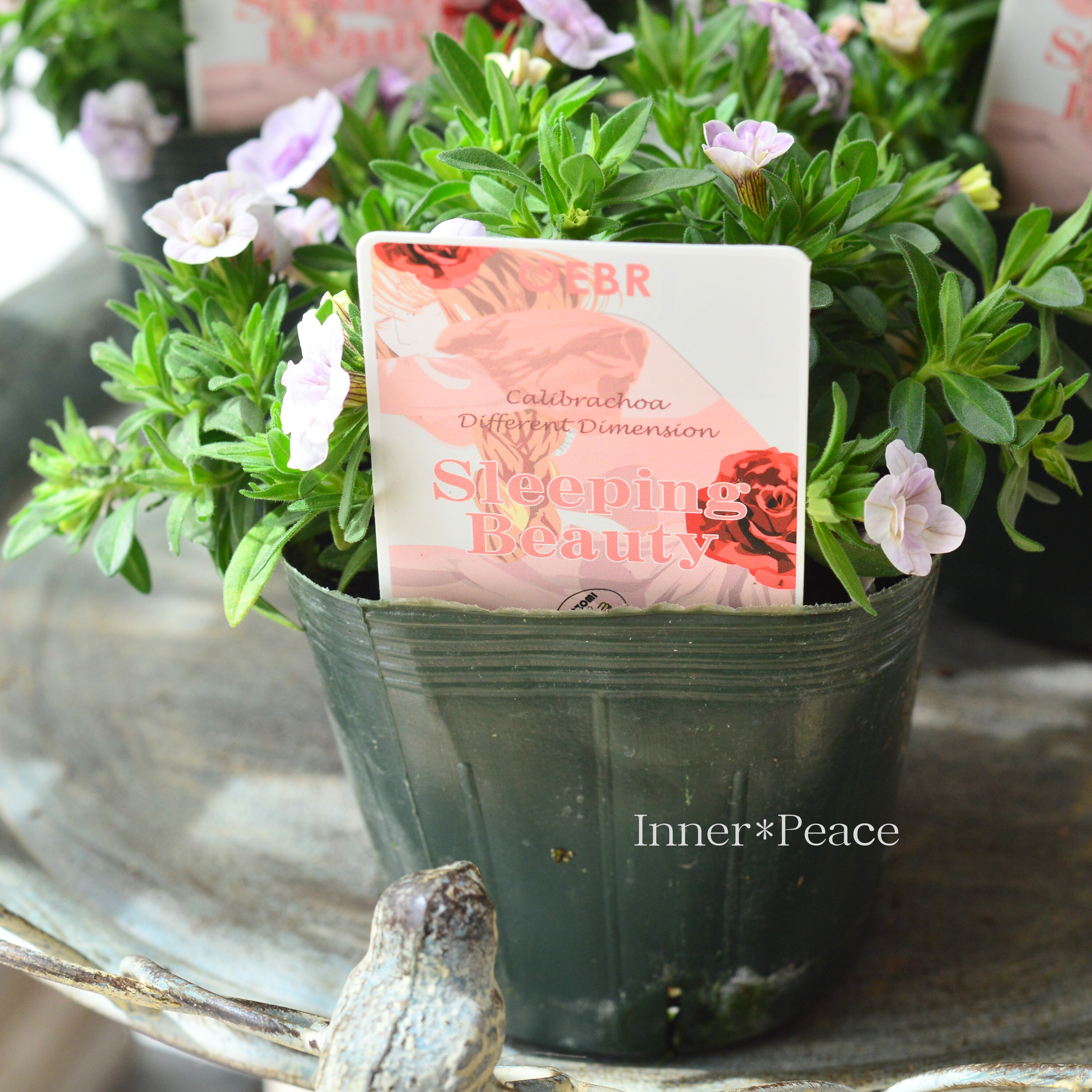 【ゲブラさん】 カリブラコア 『スリーピングビューティー』 3.5寸POT