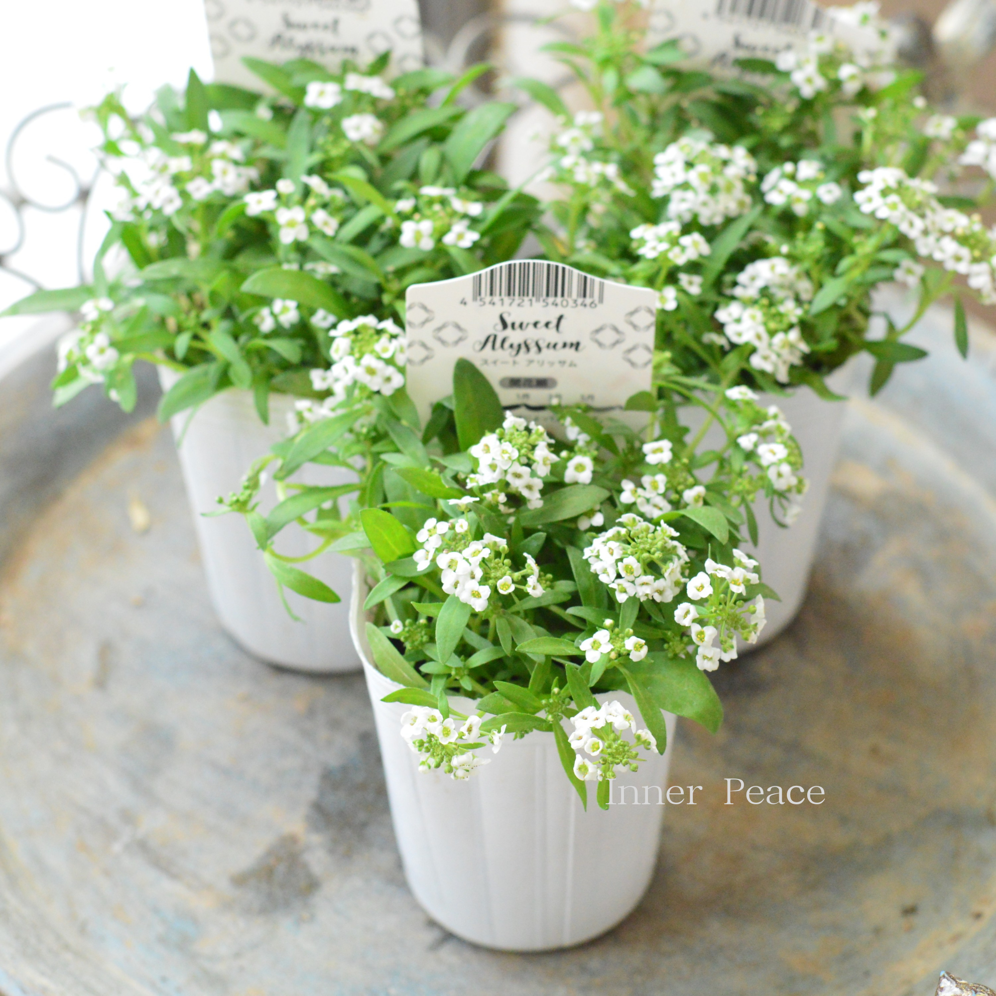 【かわいい】 スイートアリッサム 『アルーレ・ホワイト』 2.5寸POT