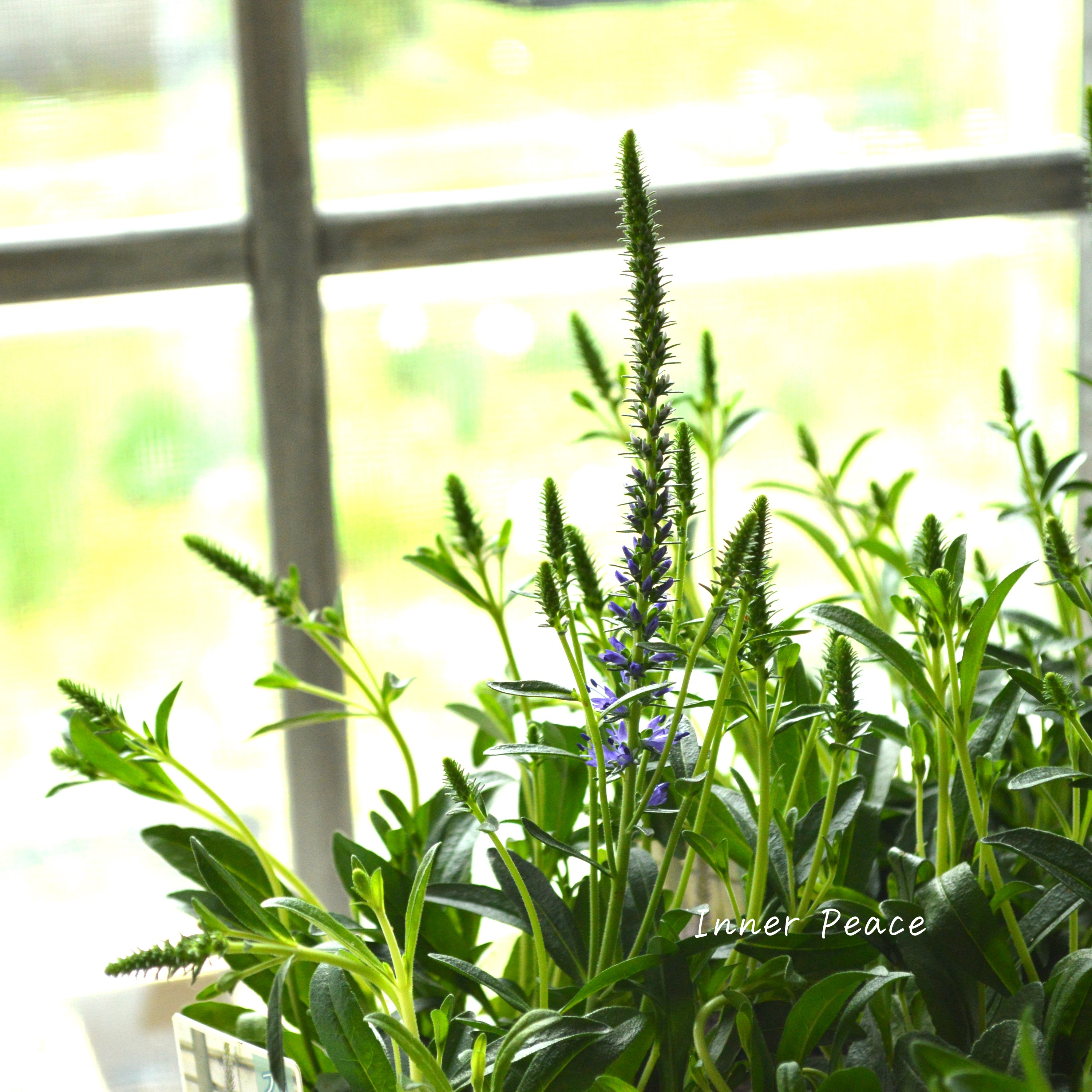 【宿根】 ベロニカ 『スピカタ・ブルーカーペット』 3.5寸POT