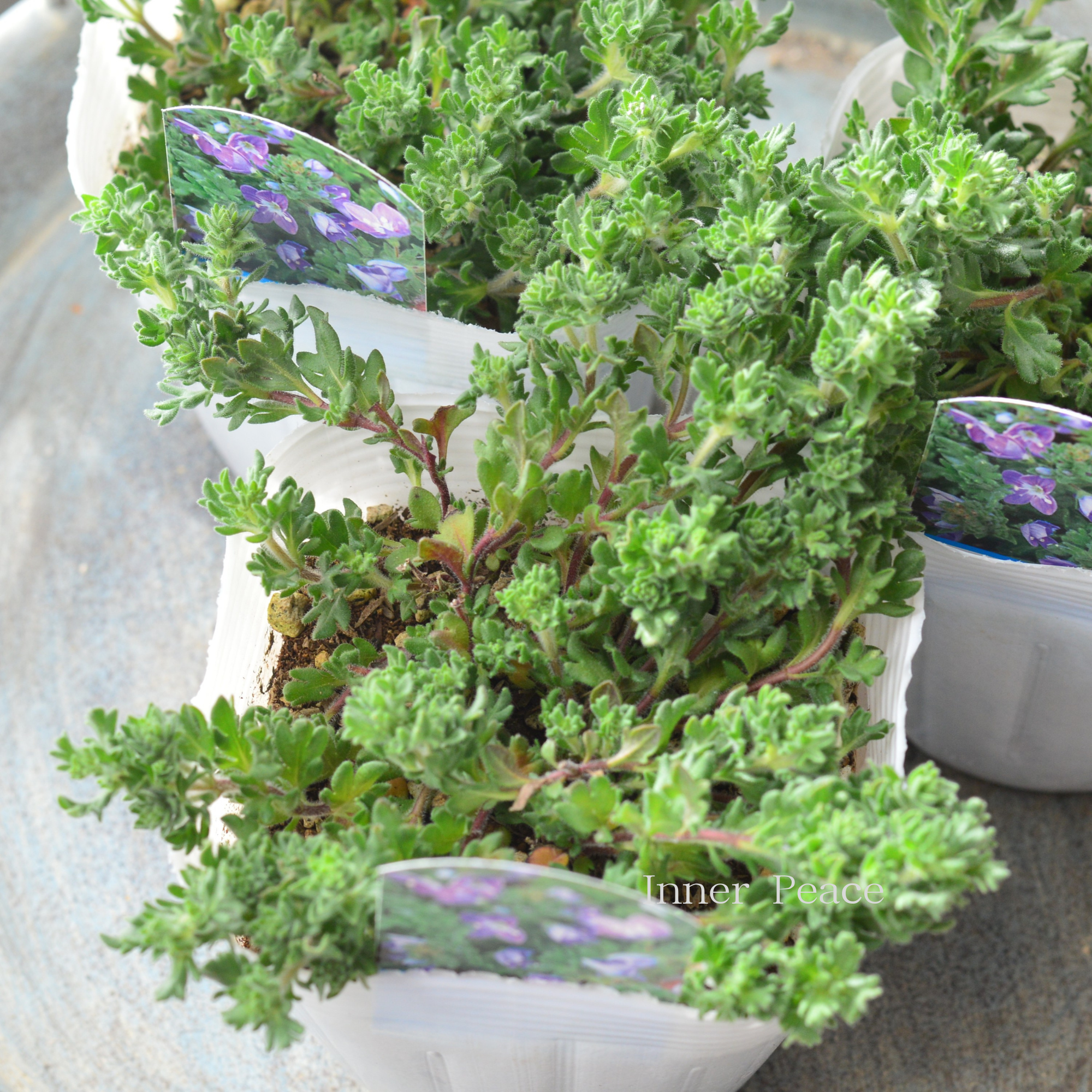 【宿根】 ベロニカ 『ティダルプール』 3.5寸POT