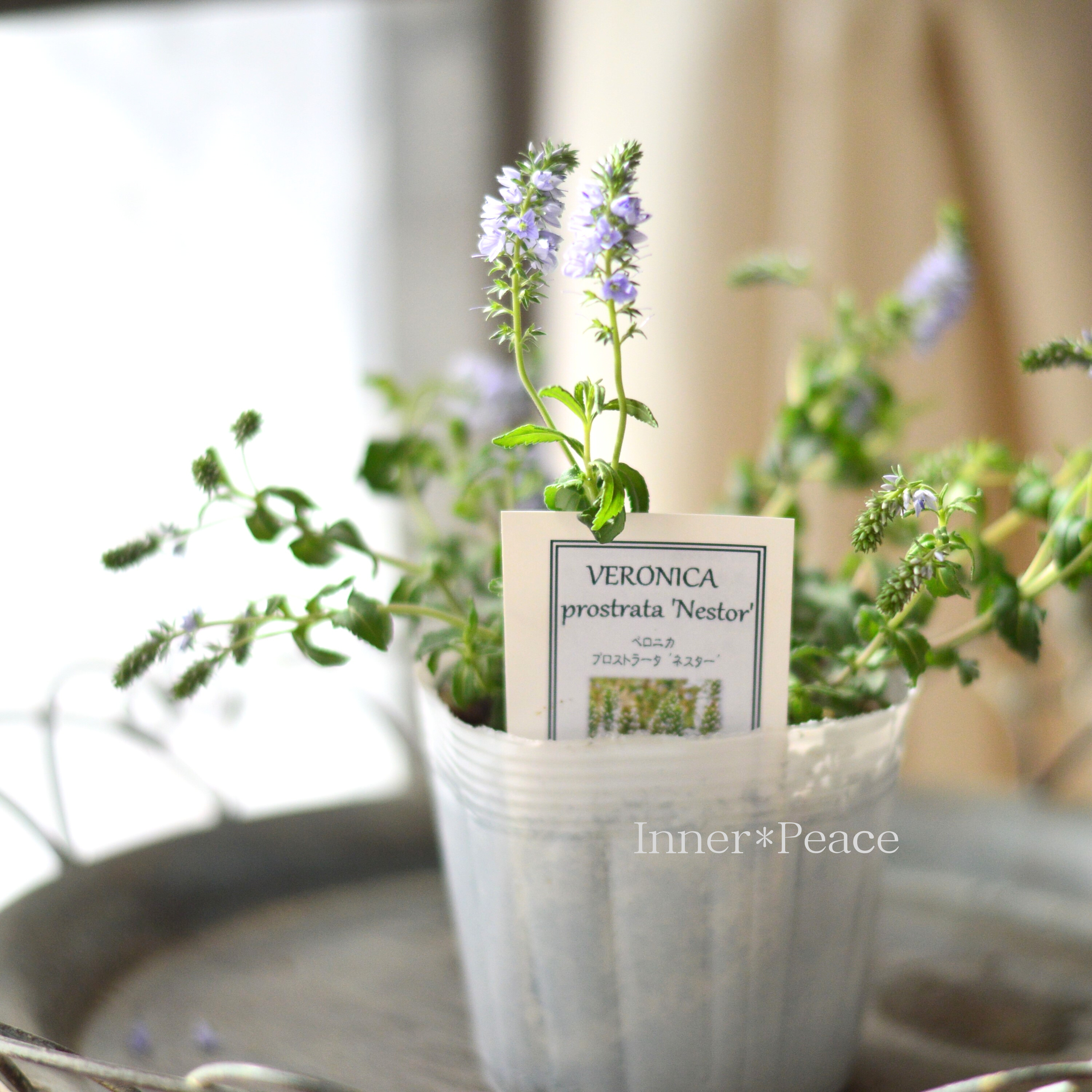 【宿根】 ベロニカ 『プロストラータ・ネスター』 3.5寸POT
