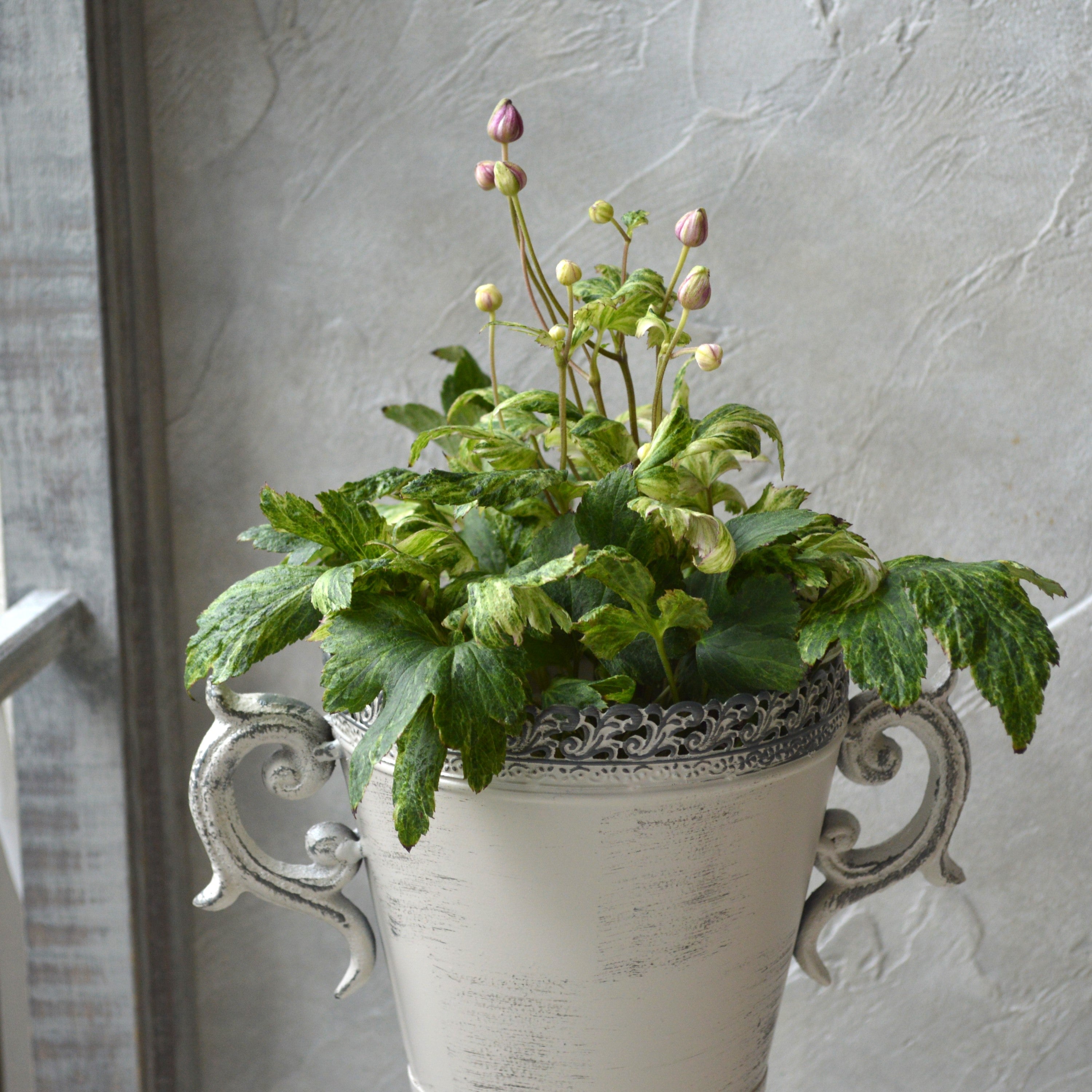 【斑入り】 シュウメイギク 『初音~はつね~』 3.5寸POT