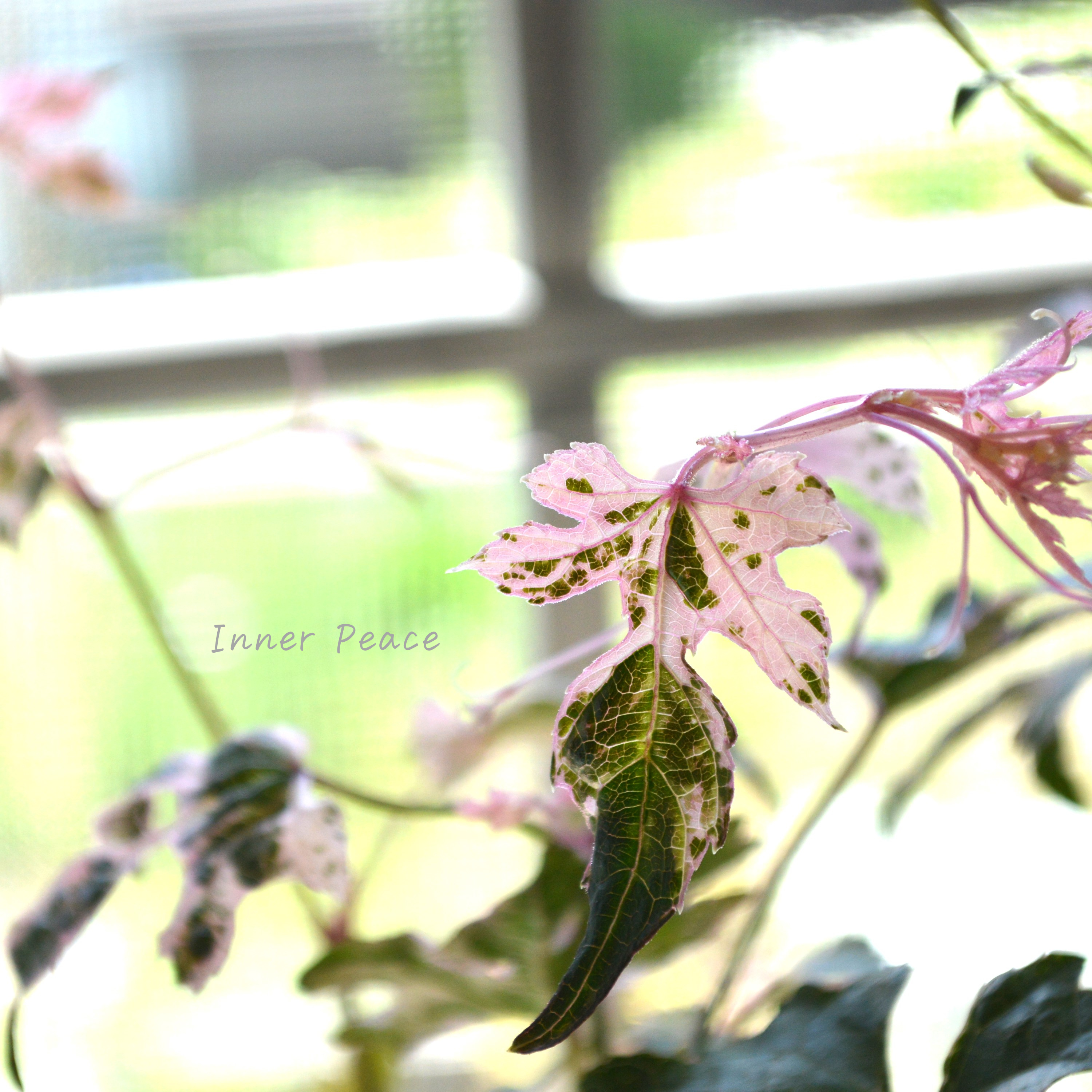 【美しい】 斑入りノブドウ 『エレガンス』 3~3.5寸POT