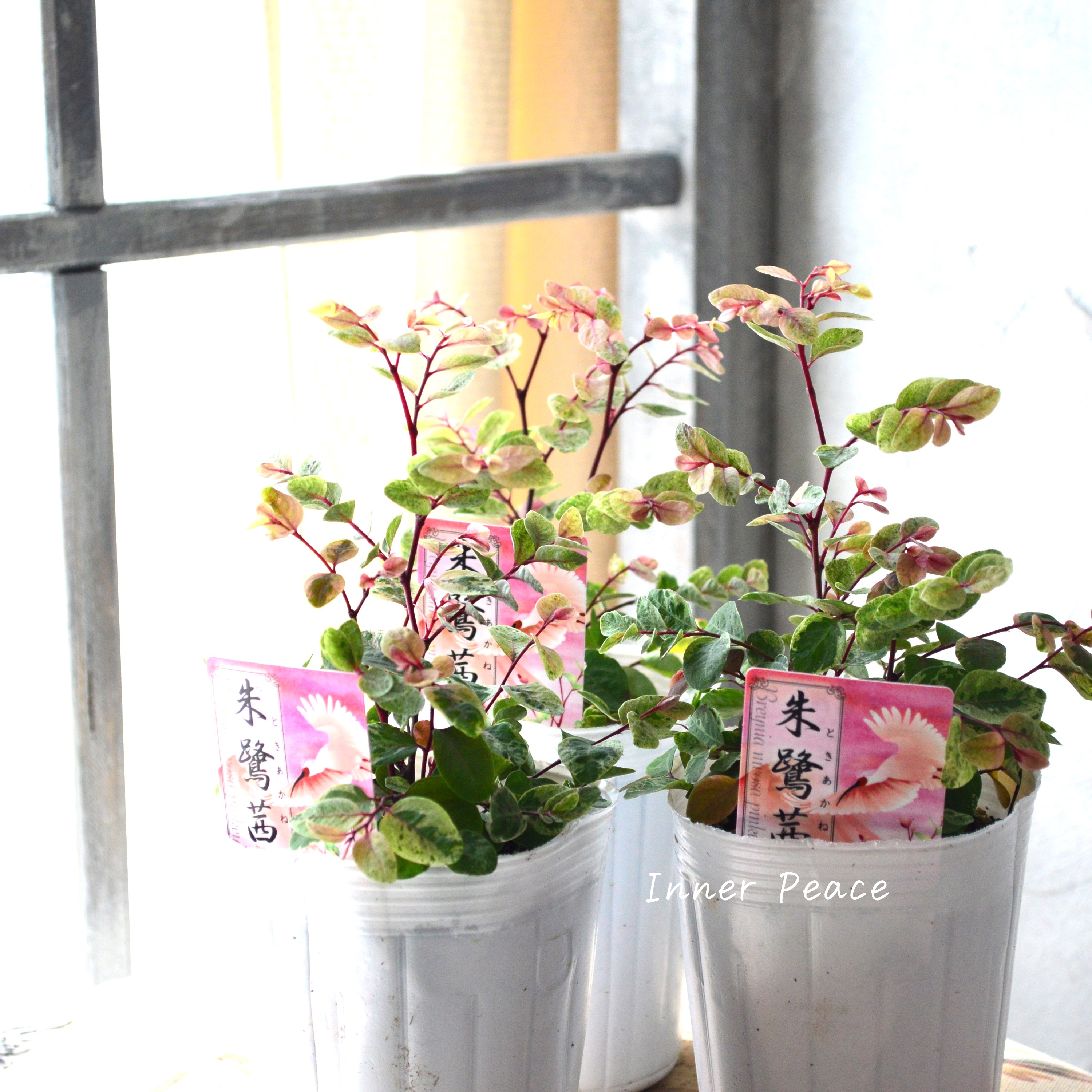 【美しい】 ブライニア(洋種小判の木) 『朱鷲茜~トキアカネ~』 2.5寸~3寸POT