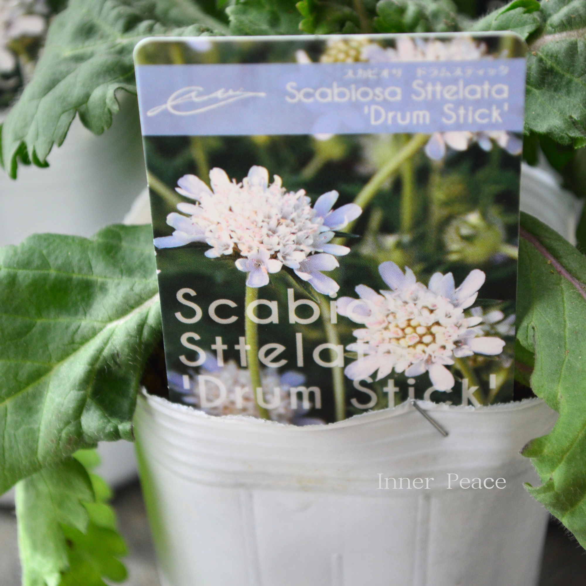 暑さ寒さに強い】 スカビオサ 『ドラムスティック』 植え込み用 3寸POT
