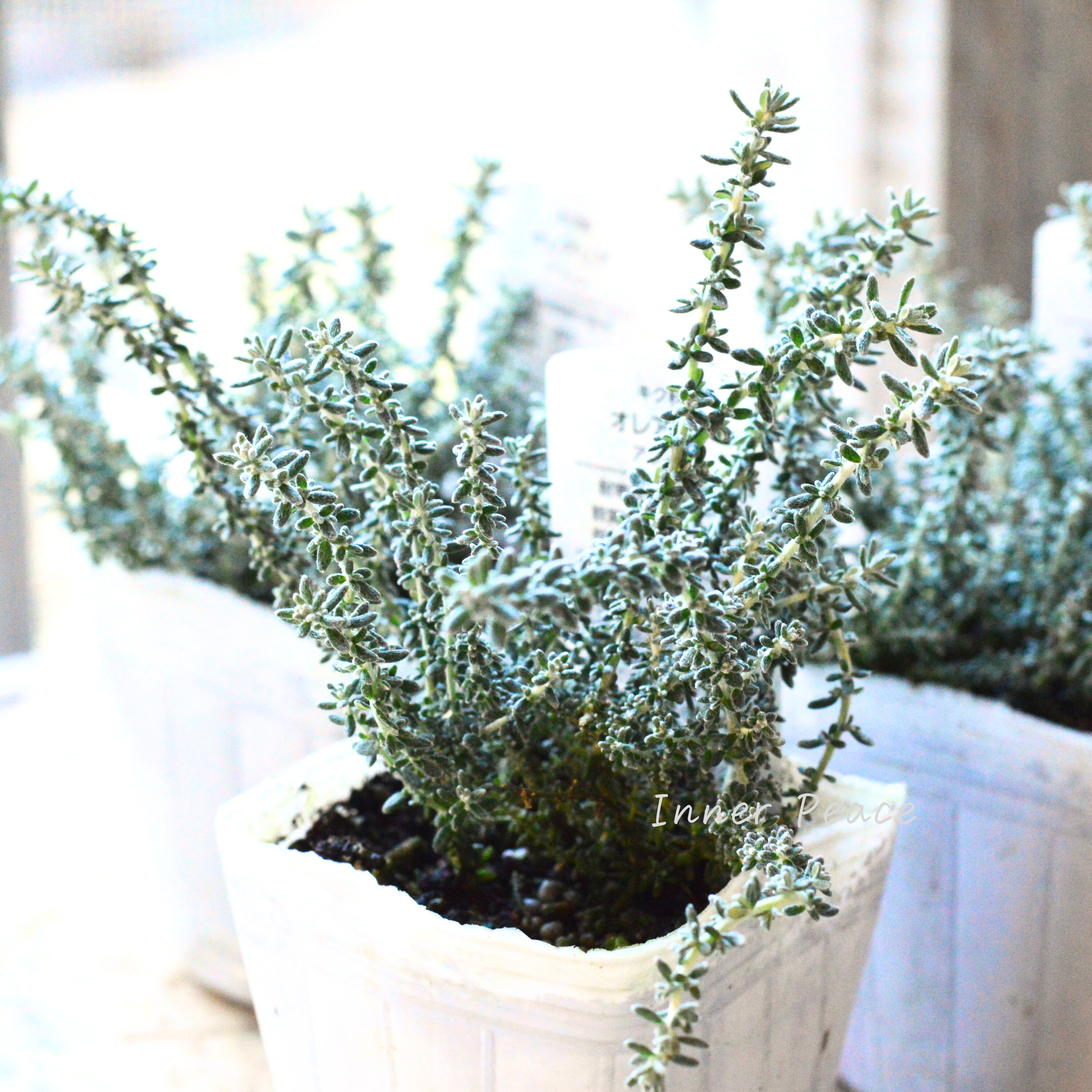 【寄せ植えに】 オレアリア 『アフィン』 2.5寸~3寸POT