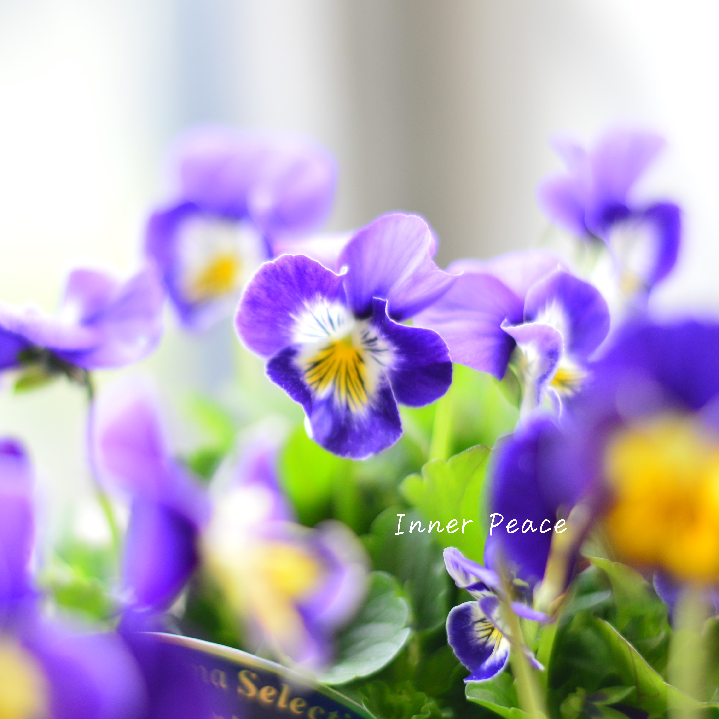 【人気】 ビオラ 『横浜セレクション・青き地球』 3寸POT