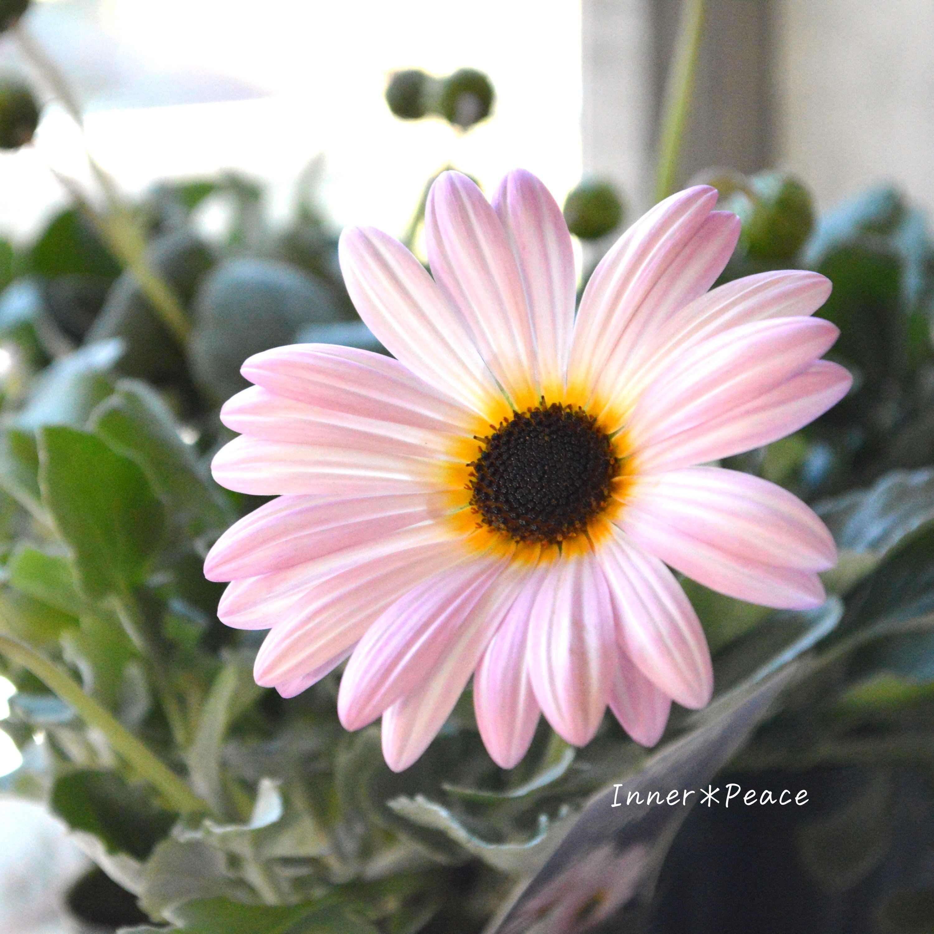 【ゲブラさん】 アークトチス 『プルミエシフォン』 3.5寸POT