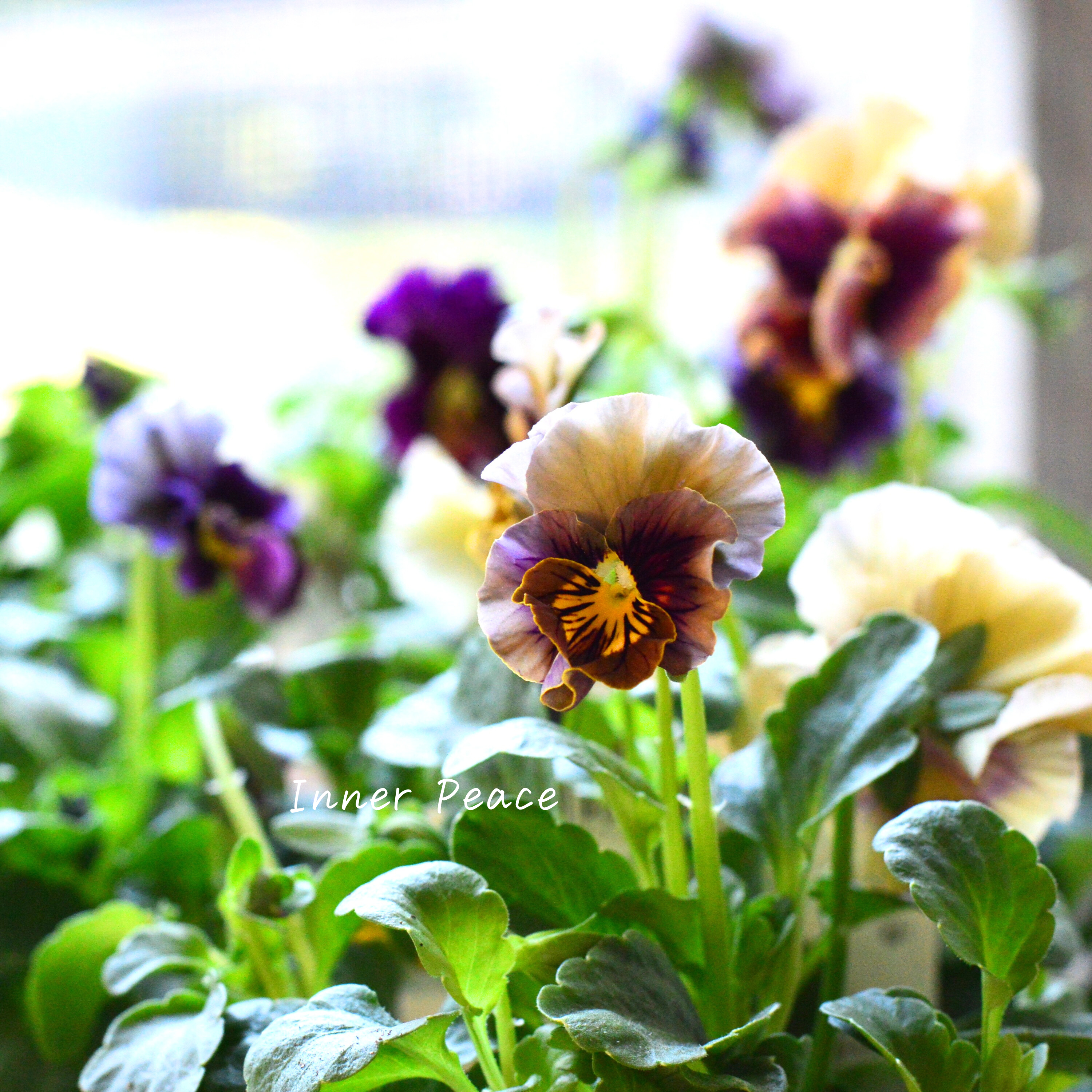 【うえたさん育種】 パンジー 『マシェリマダム』 3.5寸POT