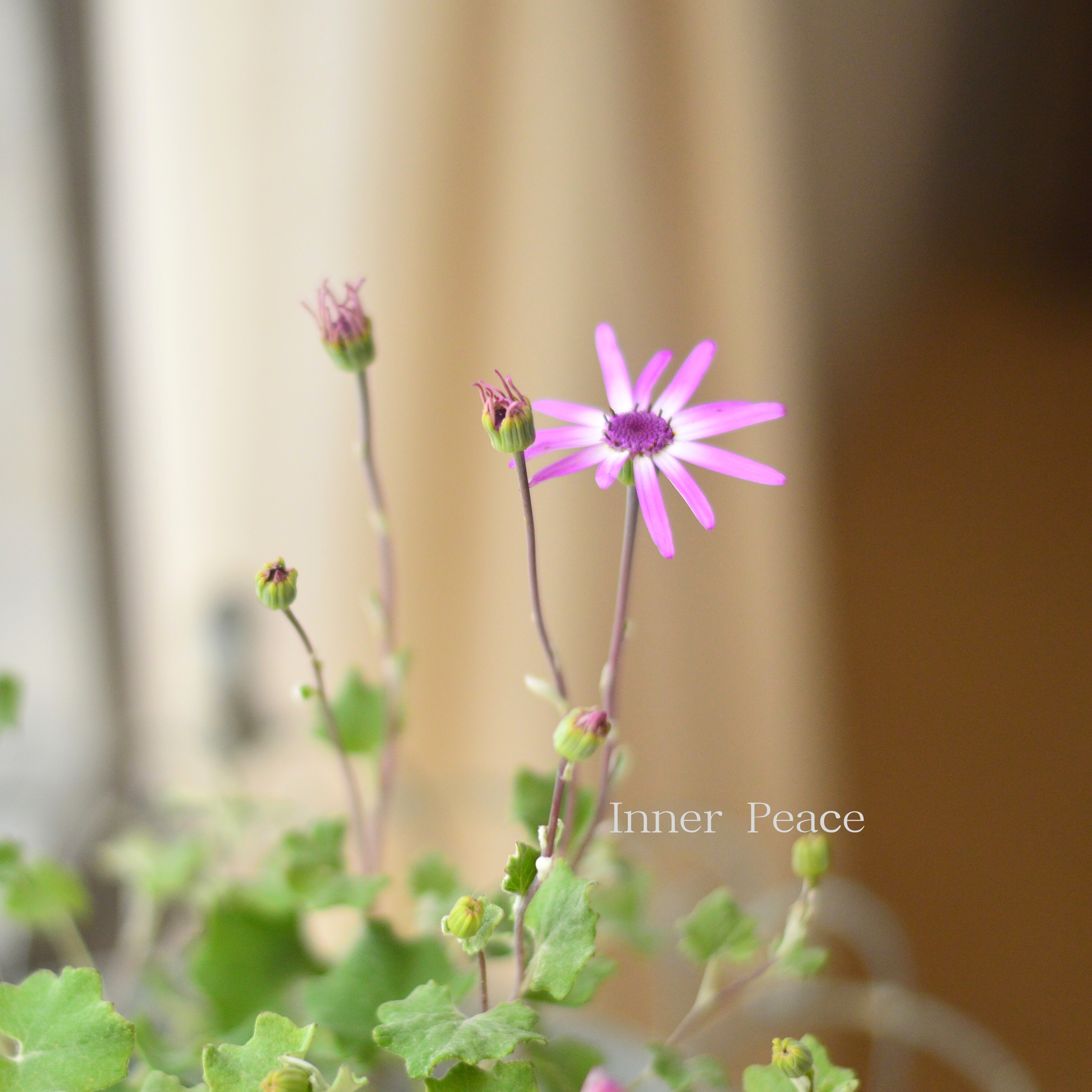 【美しい】 ペリカリス 『ラナータ』 3.5寸POT