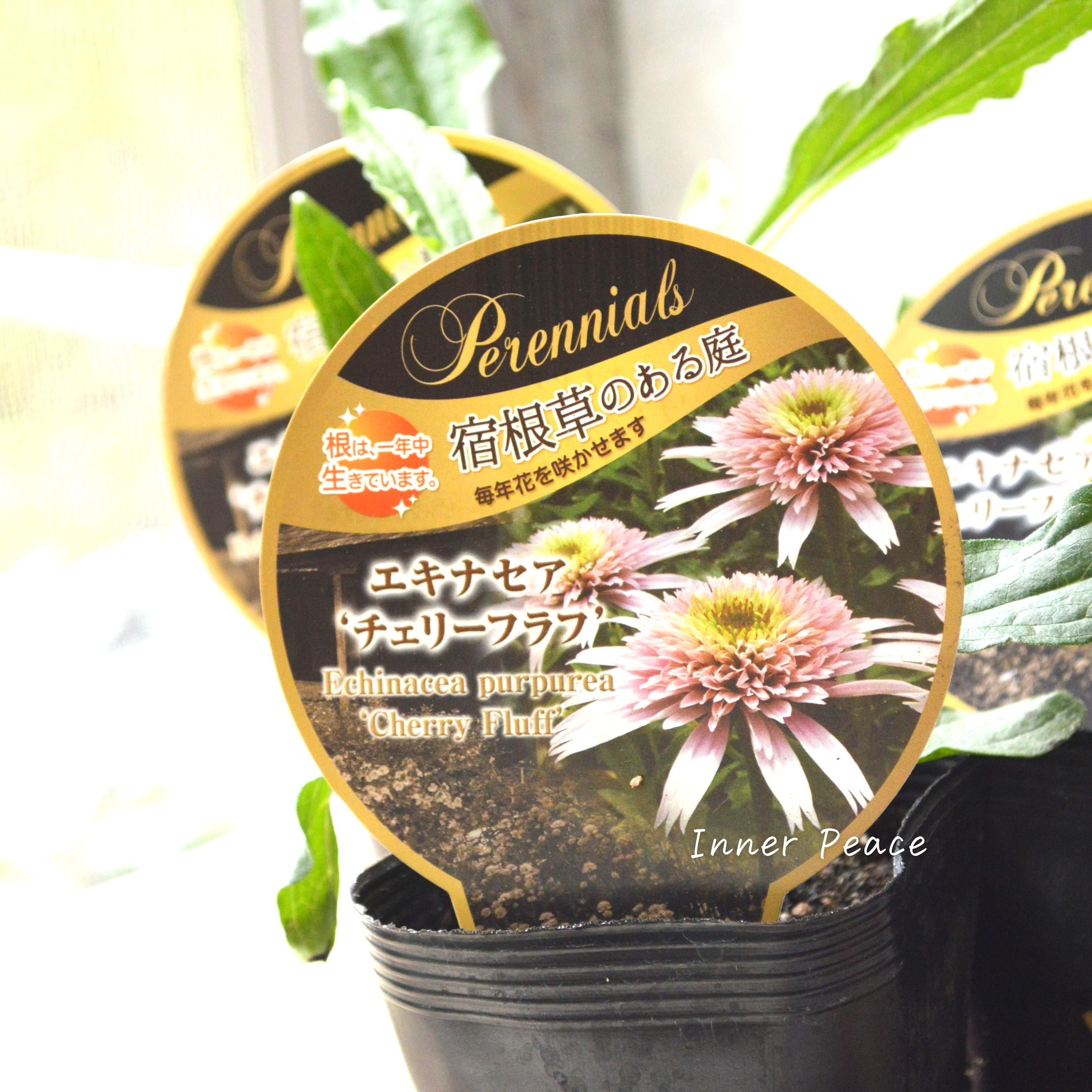 【暑さ寒さに強い】 エキナセア 『チェリーフラフ』開花見込み株 3.5寸POT