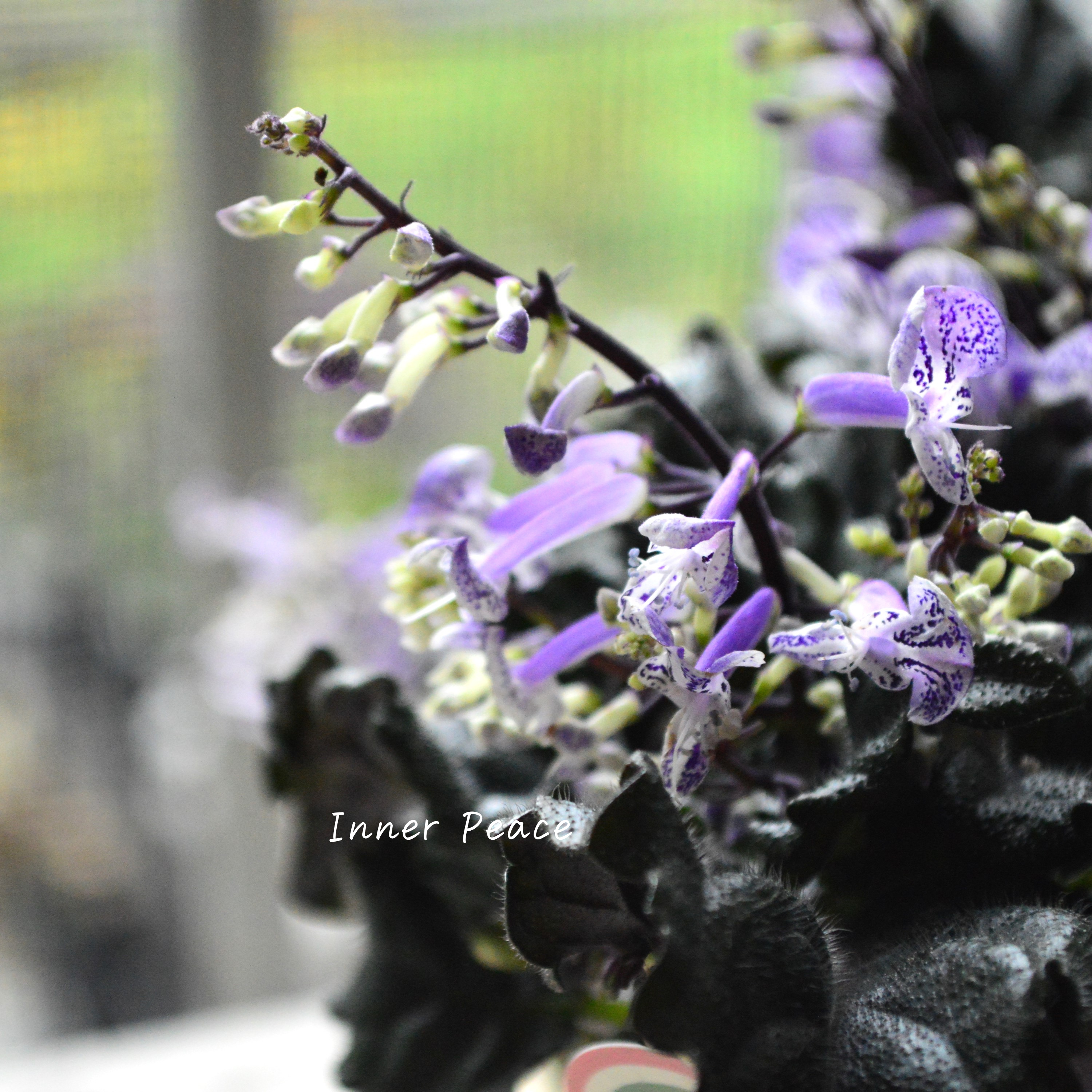 【美しい】 プレクトランサス 『モナラベンダー』 3.5寸POT