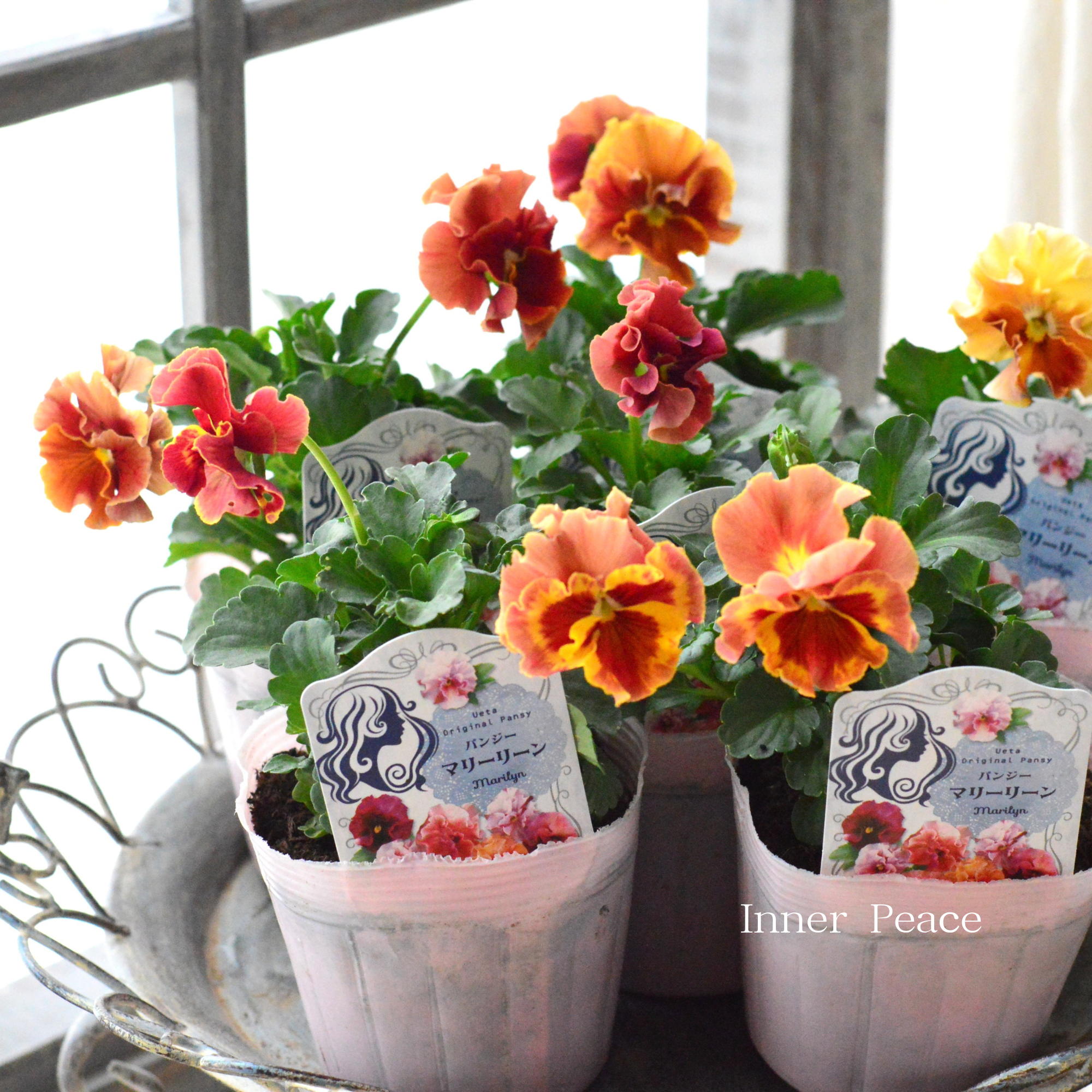 【うえたさん育種】 パンジー 『マリーリーン・A』 3.5寸POT