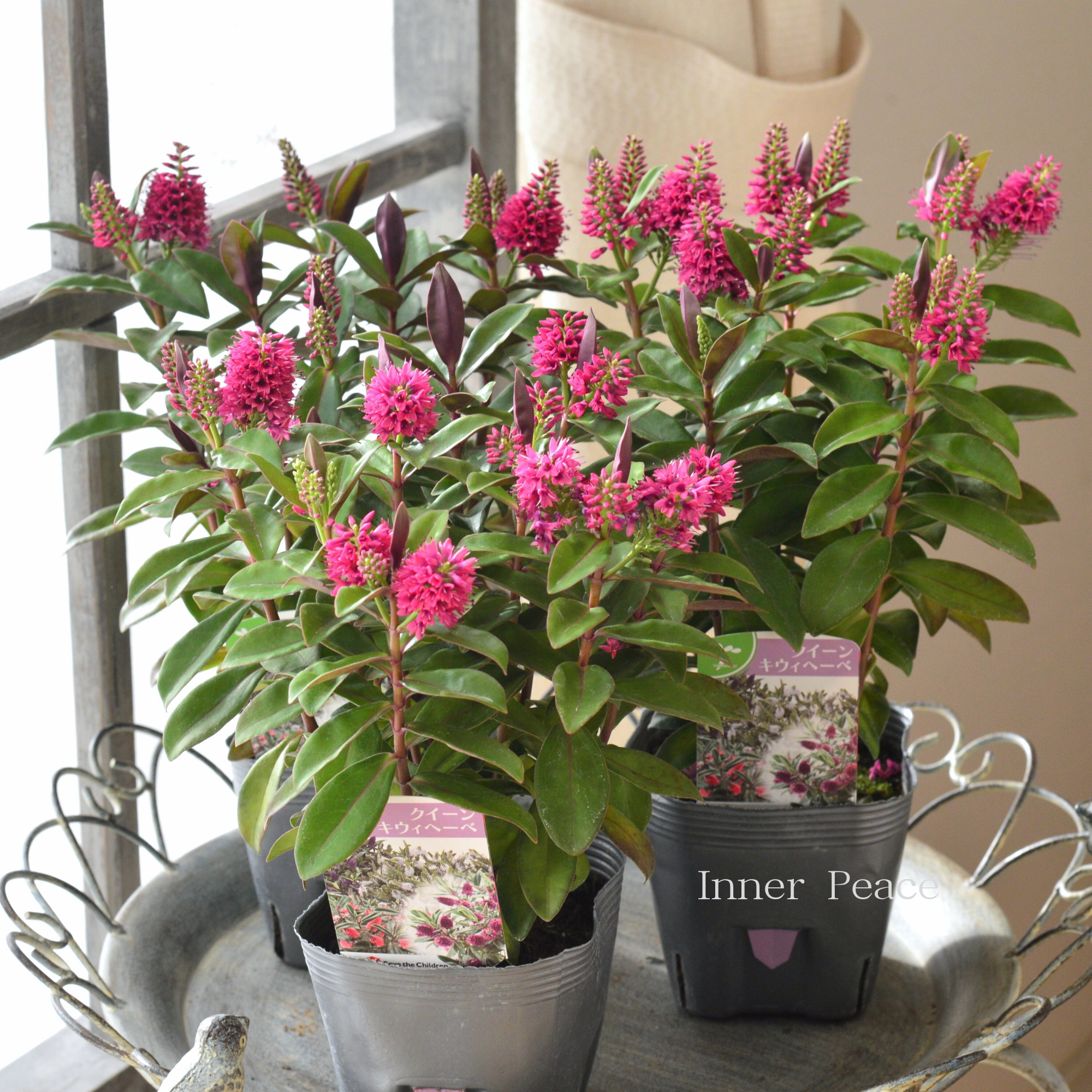 【個性的】 ヘーベ 『クイーン・キウィヘーベ ピンク系』 3.5寸POT