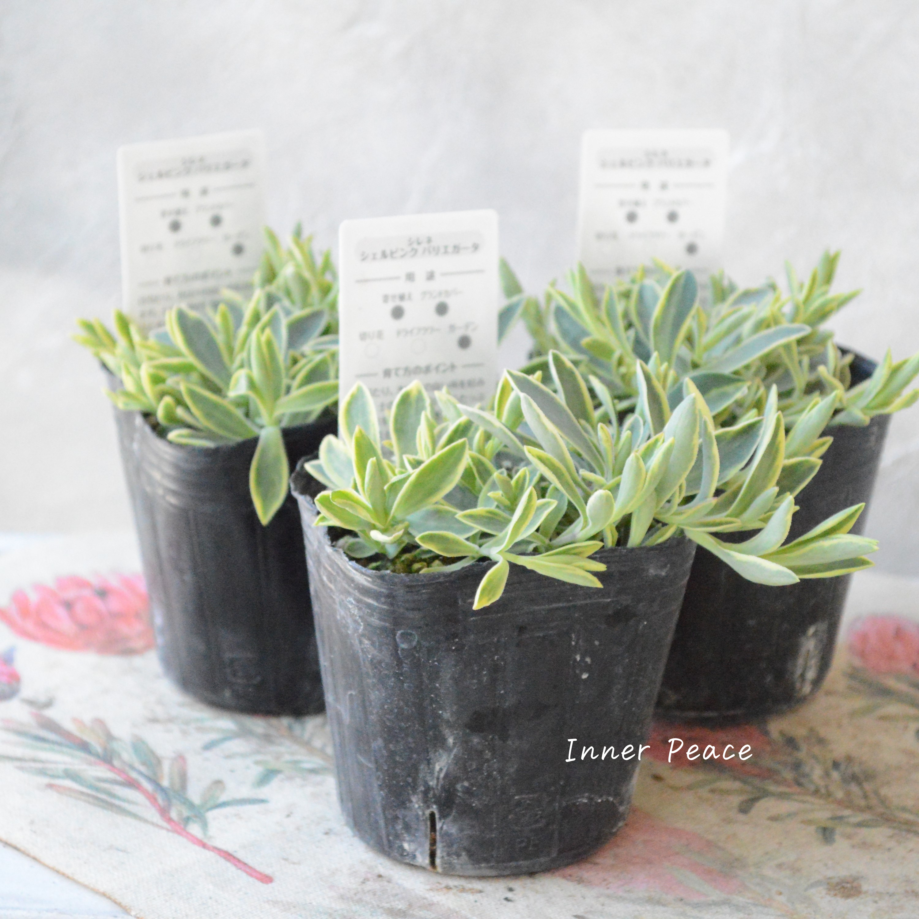 【斑入り】 シレネ ユニフローラ 『シェルピンク・バリエガータ』 3寸POT