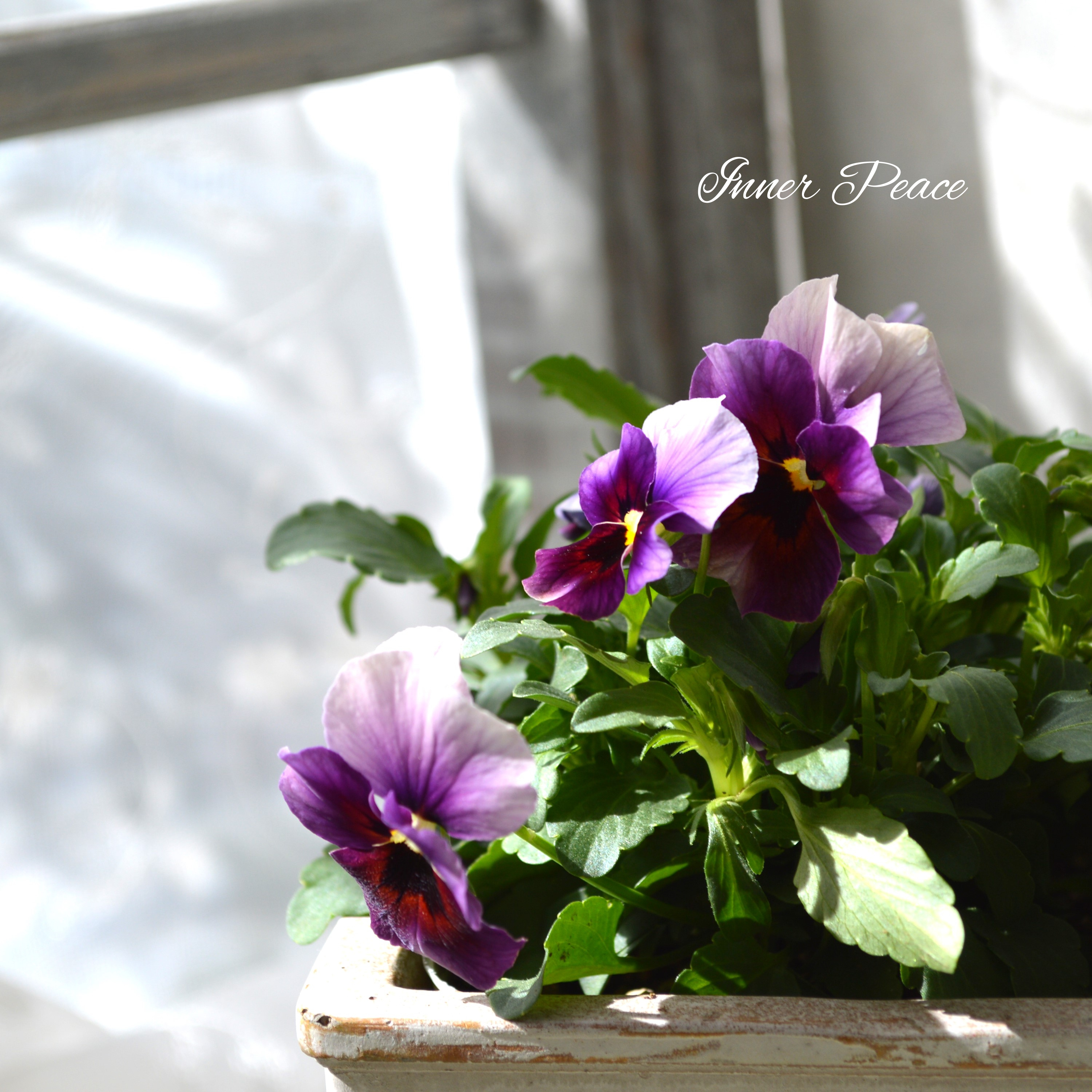 【美しい】 ビオラ 『ぶどうももか』 3.5寸POT