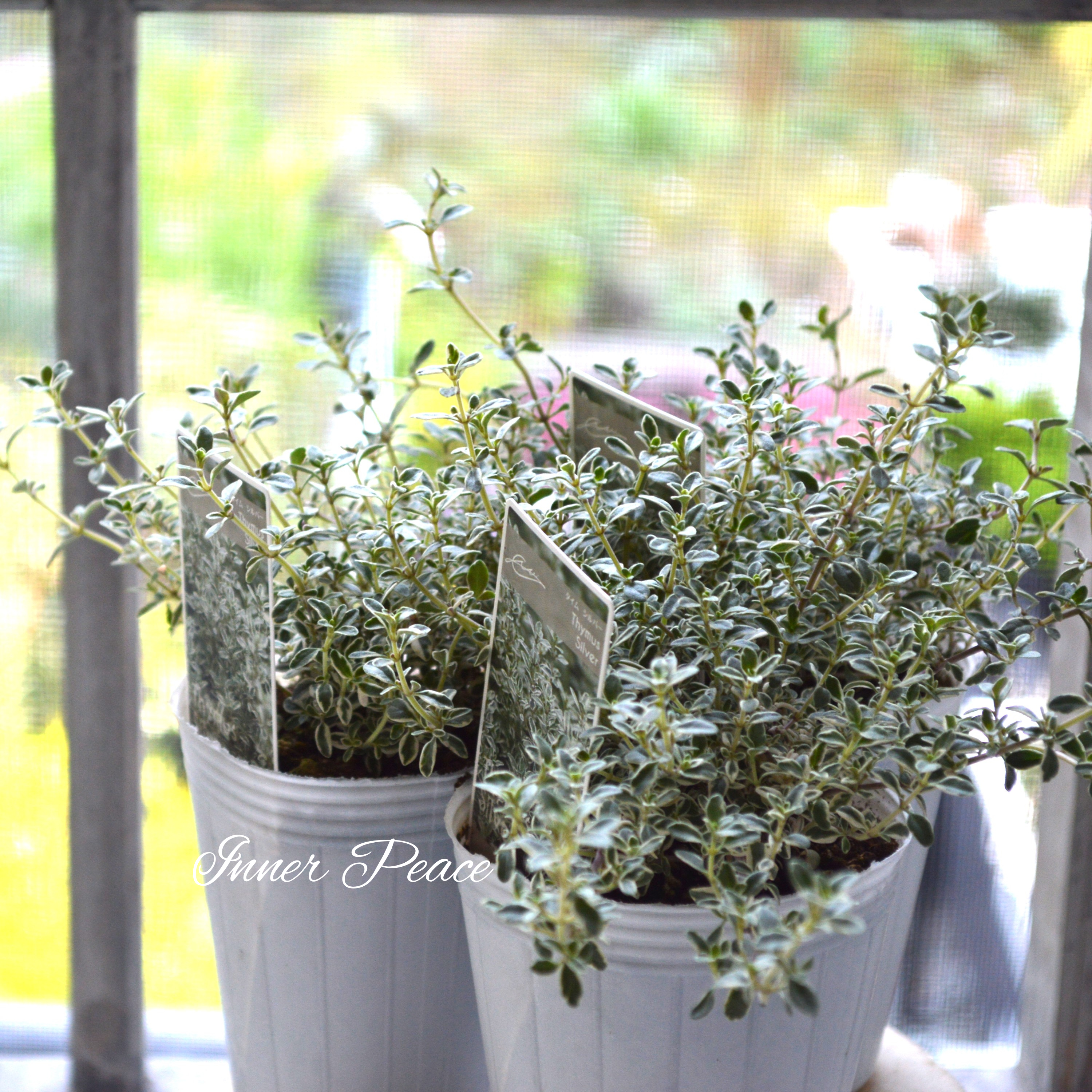 【寄せ植えに】 シルバータイム 2.5寸ロングPOT