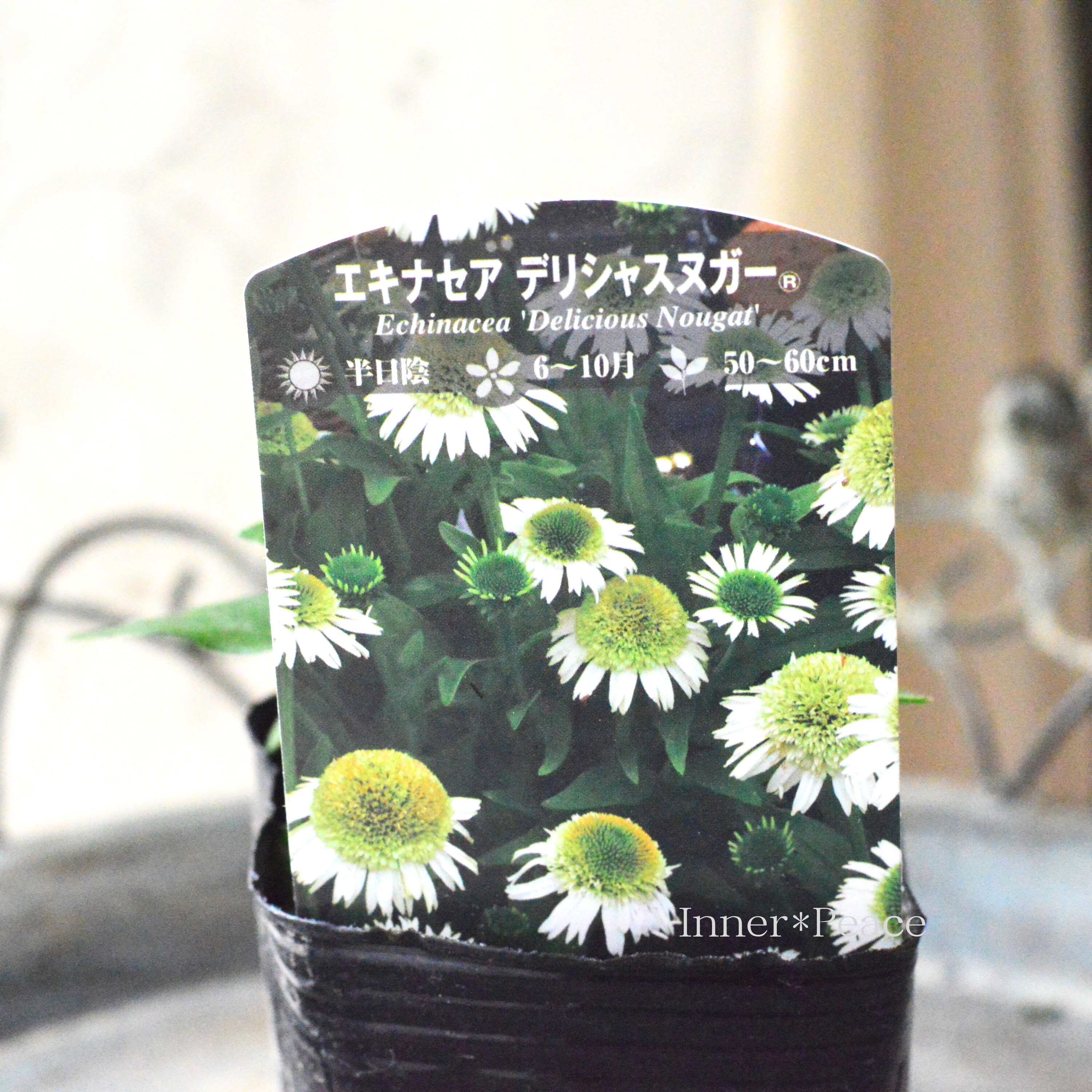 【暑さ寒さに強い】 エキナセア 『デリシャスヌガー』植え込み用 3寸POT