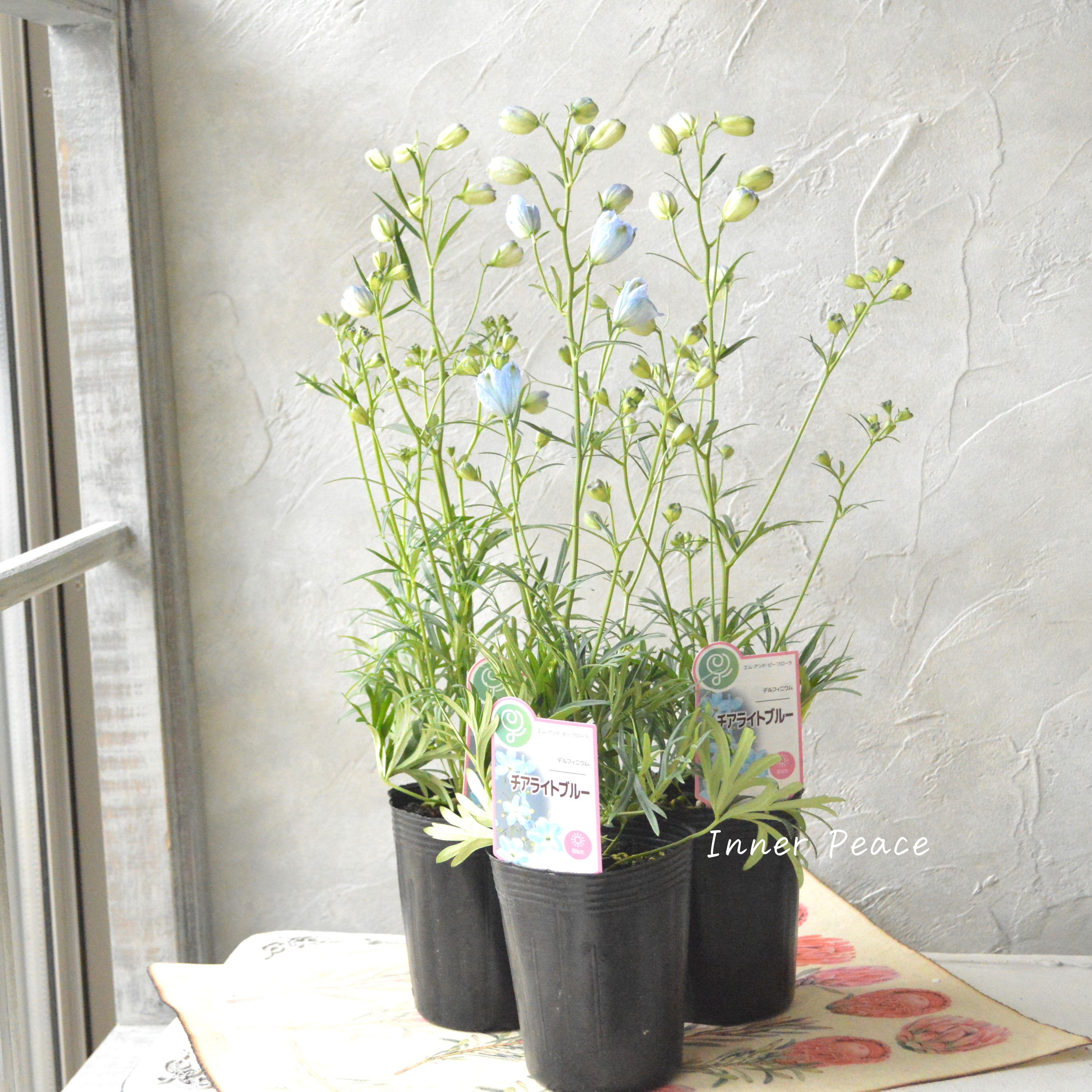 【美しい】 デルフィニウム 『チアライトブルー』 3寸ロングPOT