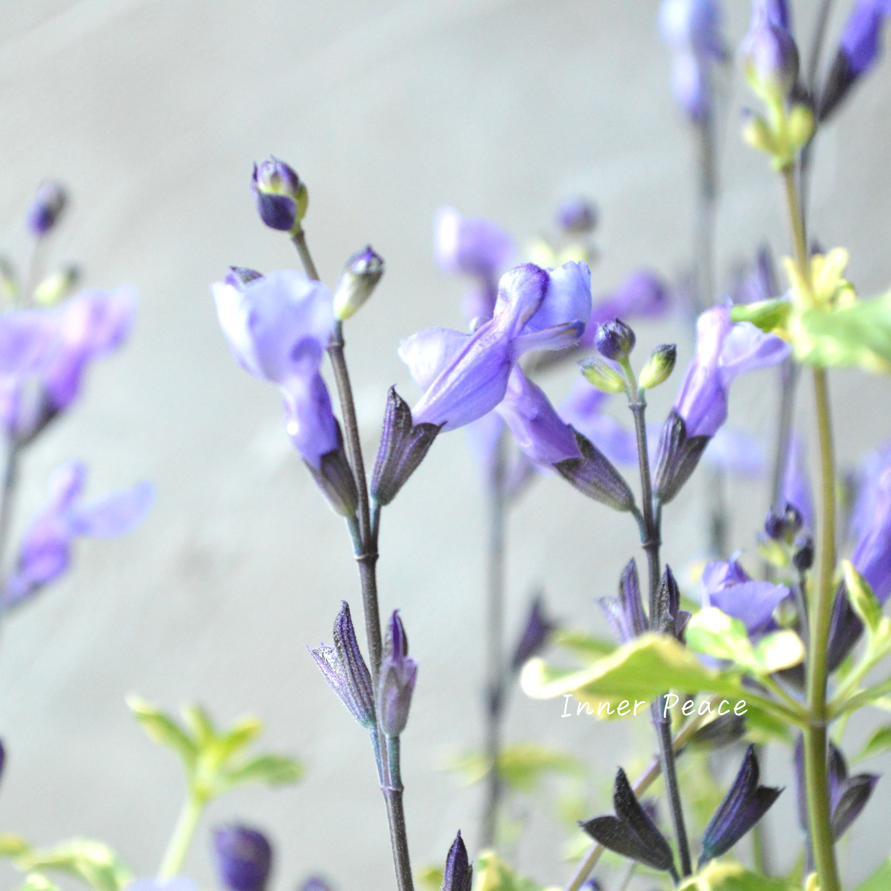 【斑入り】 サルビア 『ソークール・スノープリンセス』 3.5寸ロングPOT