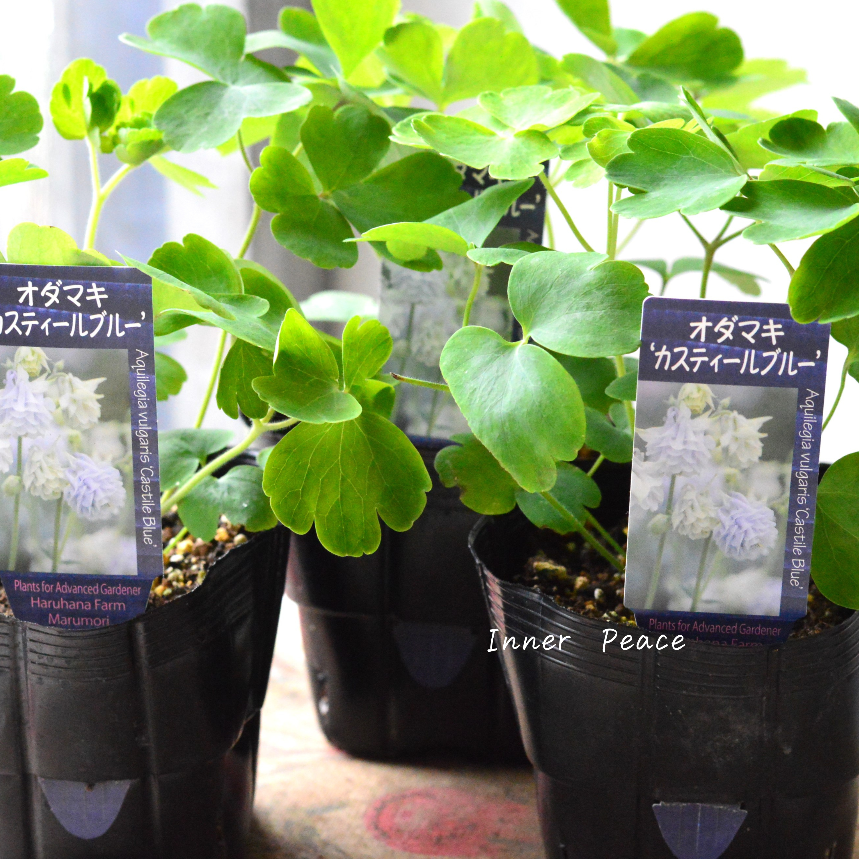 【希少】 八重咲きオダマキ 『カスティールブルー』 3.5寸POT