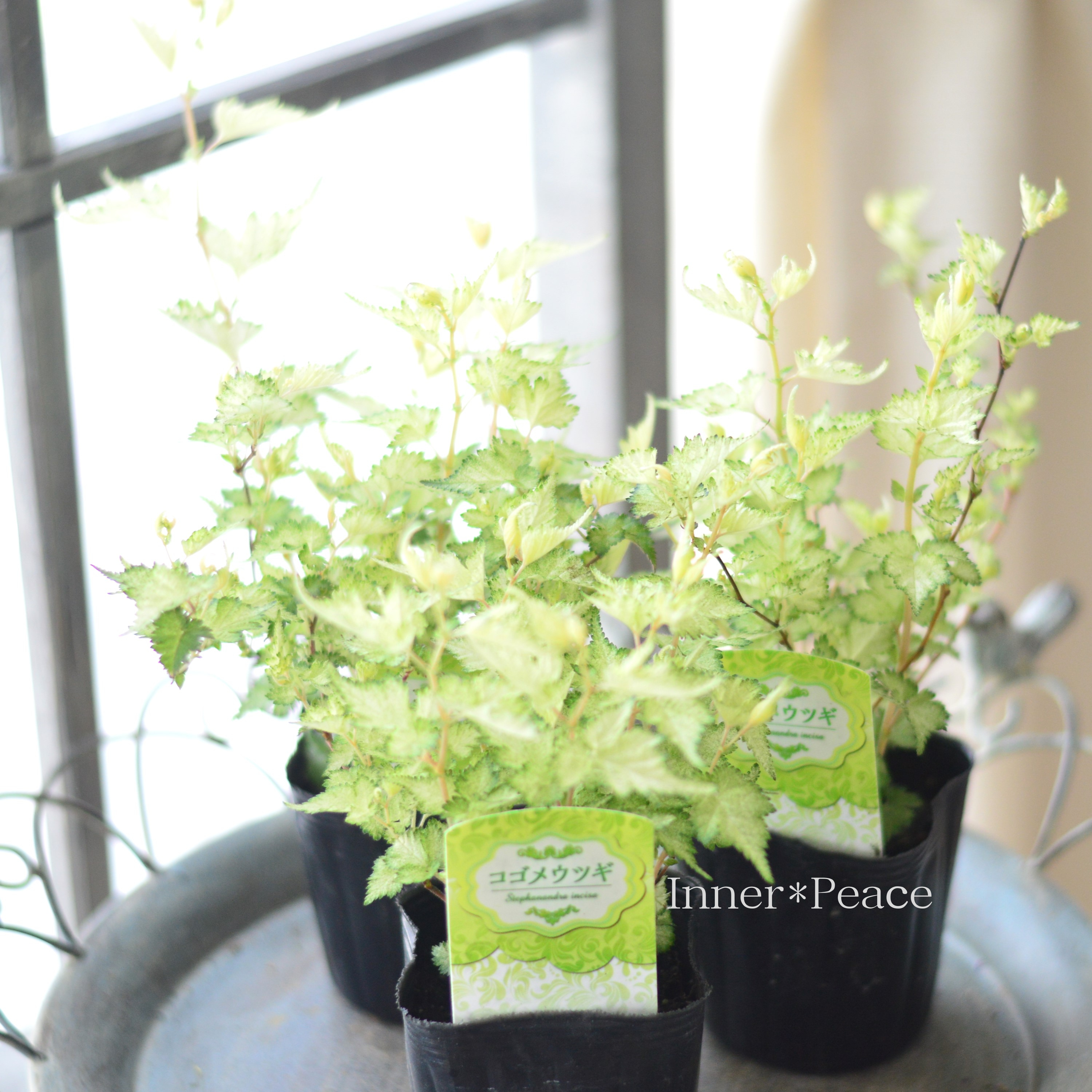 【斑入り】 コゴメウツギ 3寸POT