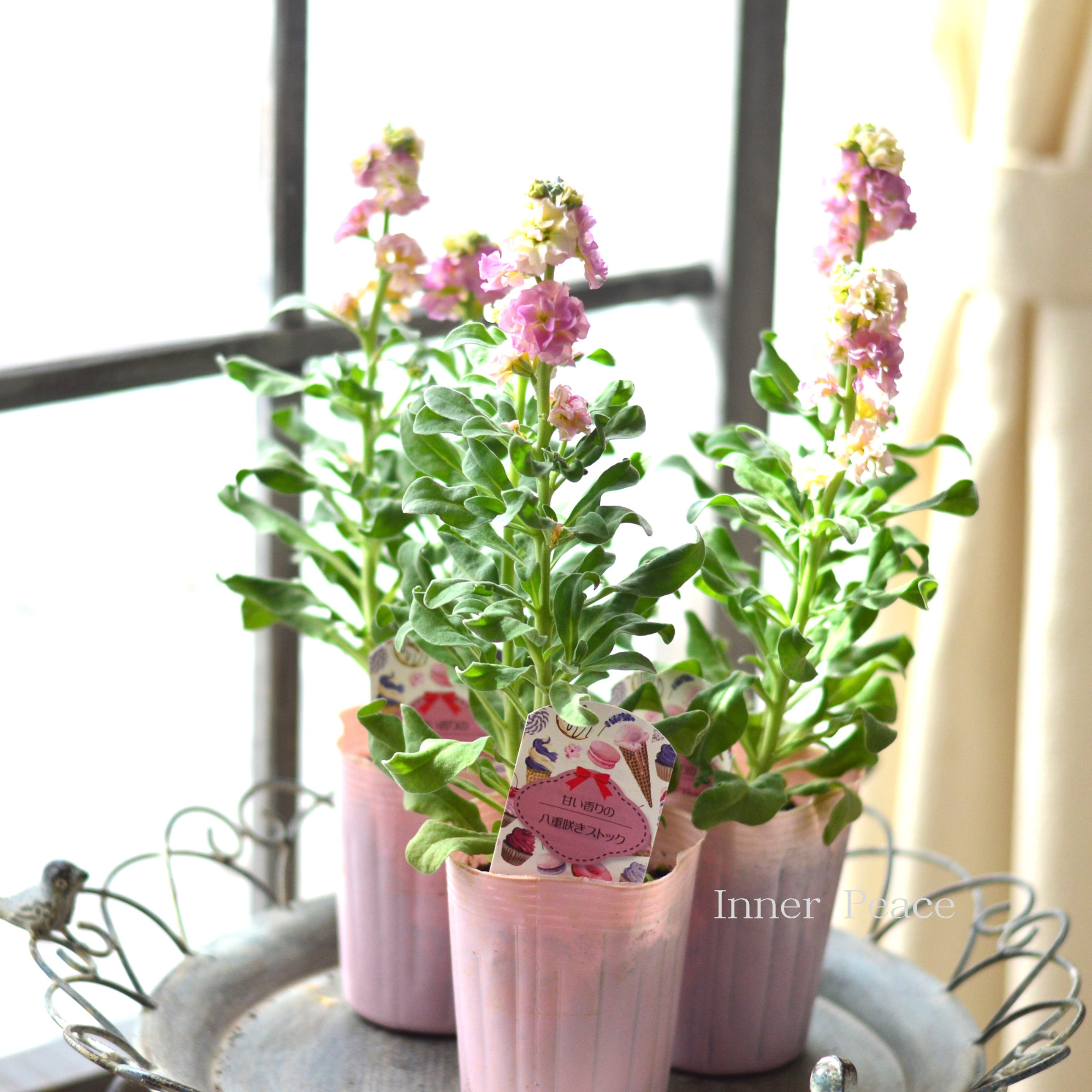 【八重咲き】 ストック ベイビー 『レインボー』 3寸ロングPOT