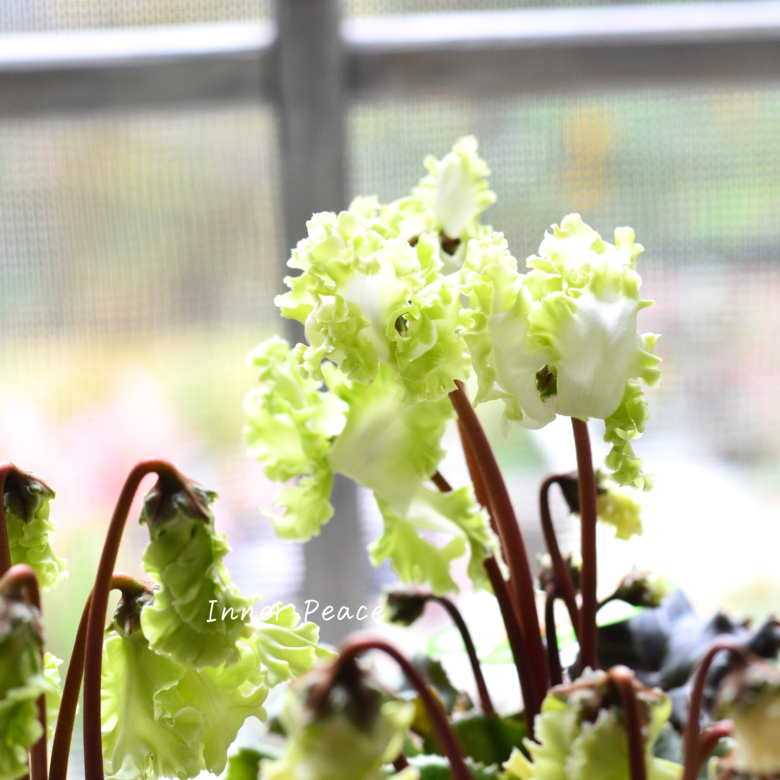 【美しい】 ガーデンシクラメン 『森の妖精』 3寸ロング硬質POT