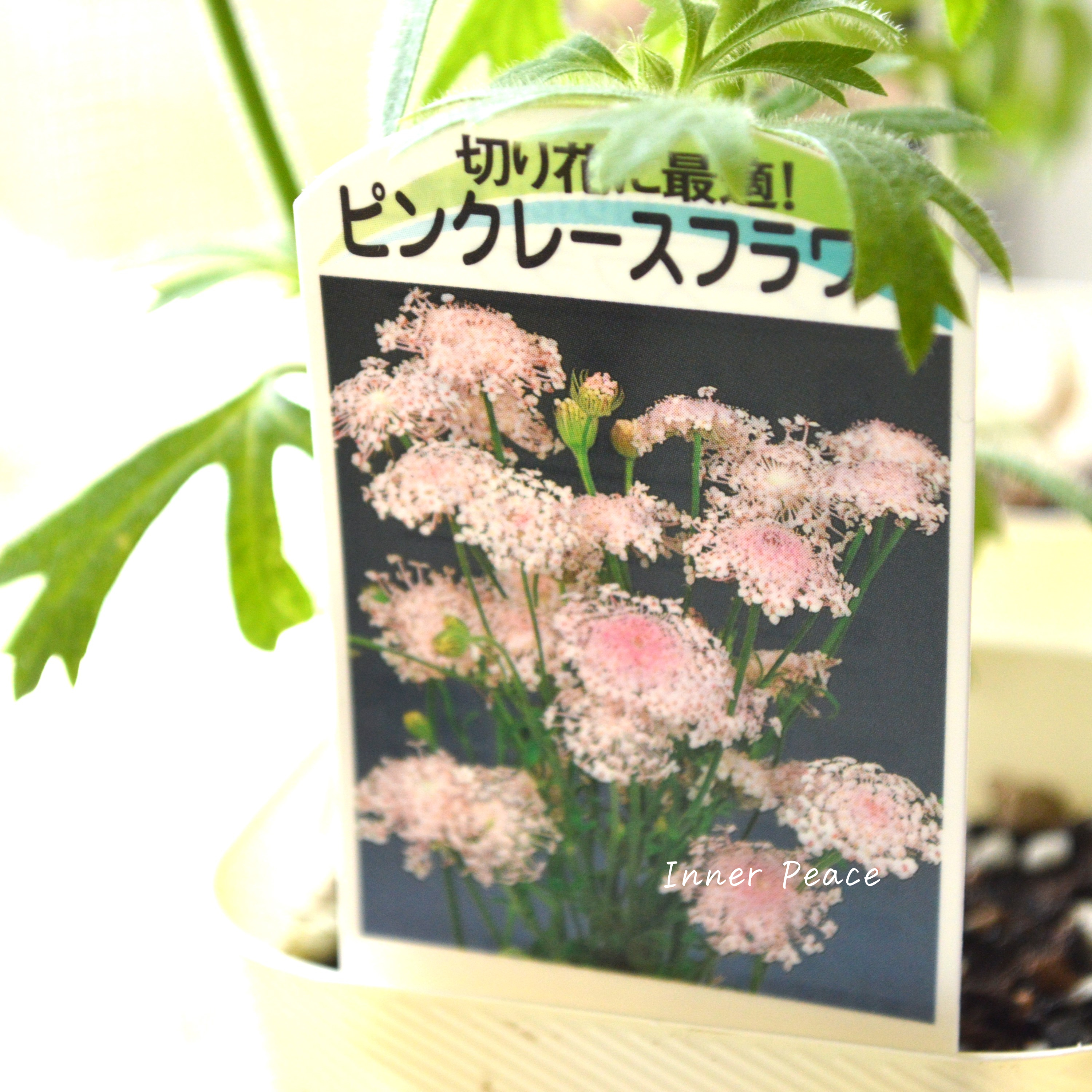 【美しい】 ピンクレースフラワー 3寸POT