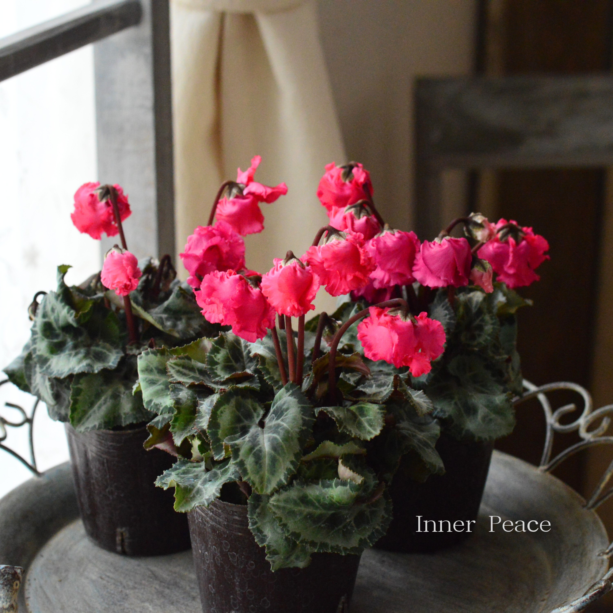 【かわいい】 ミニシクラメン 『クロシェット・ピンク系』 3.5寸POT