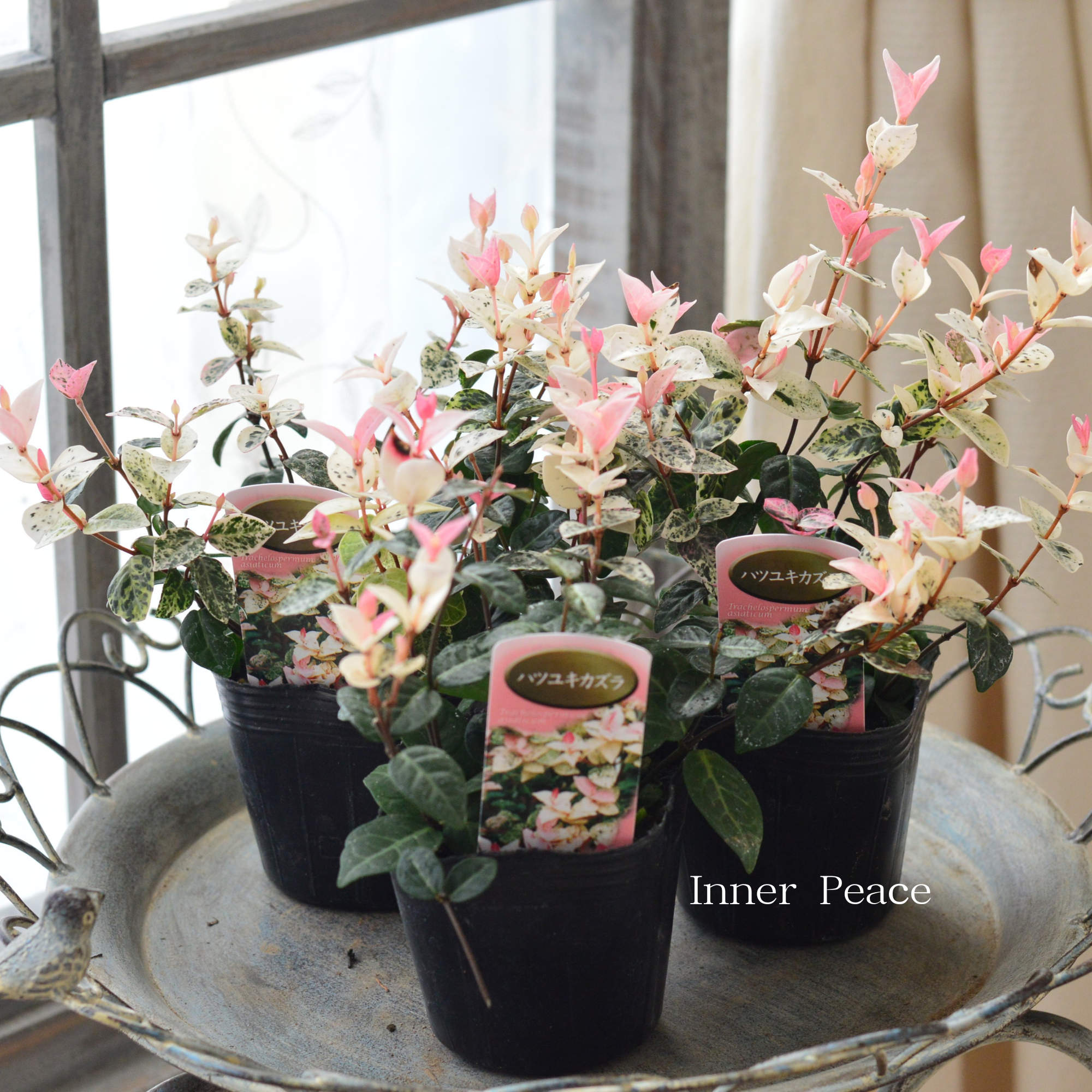 【美しい】 ハツユキカズラ 3寸POT