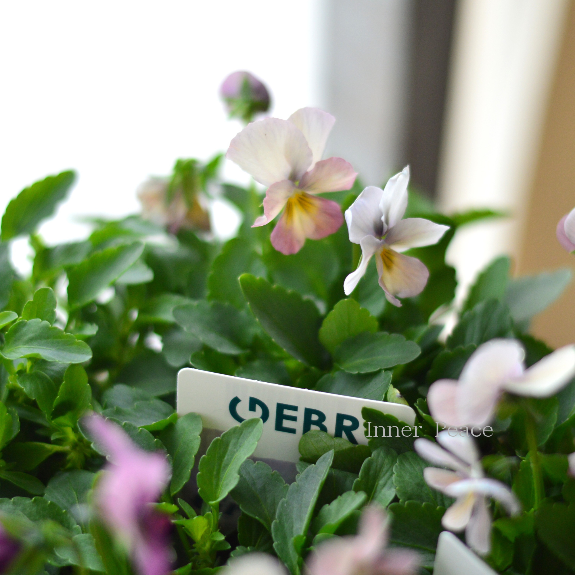 【ゲブラさん】 ビオラ 『グラデーション』 3.5寸POT