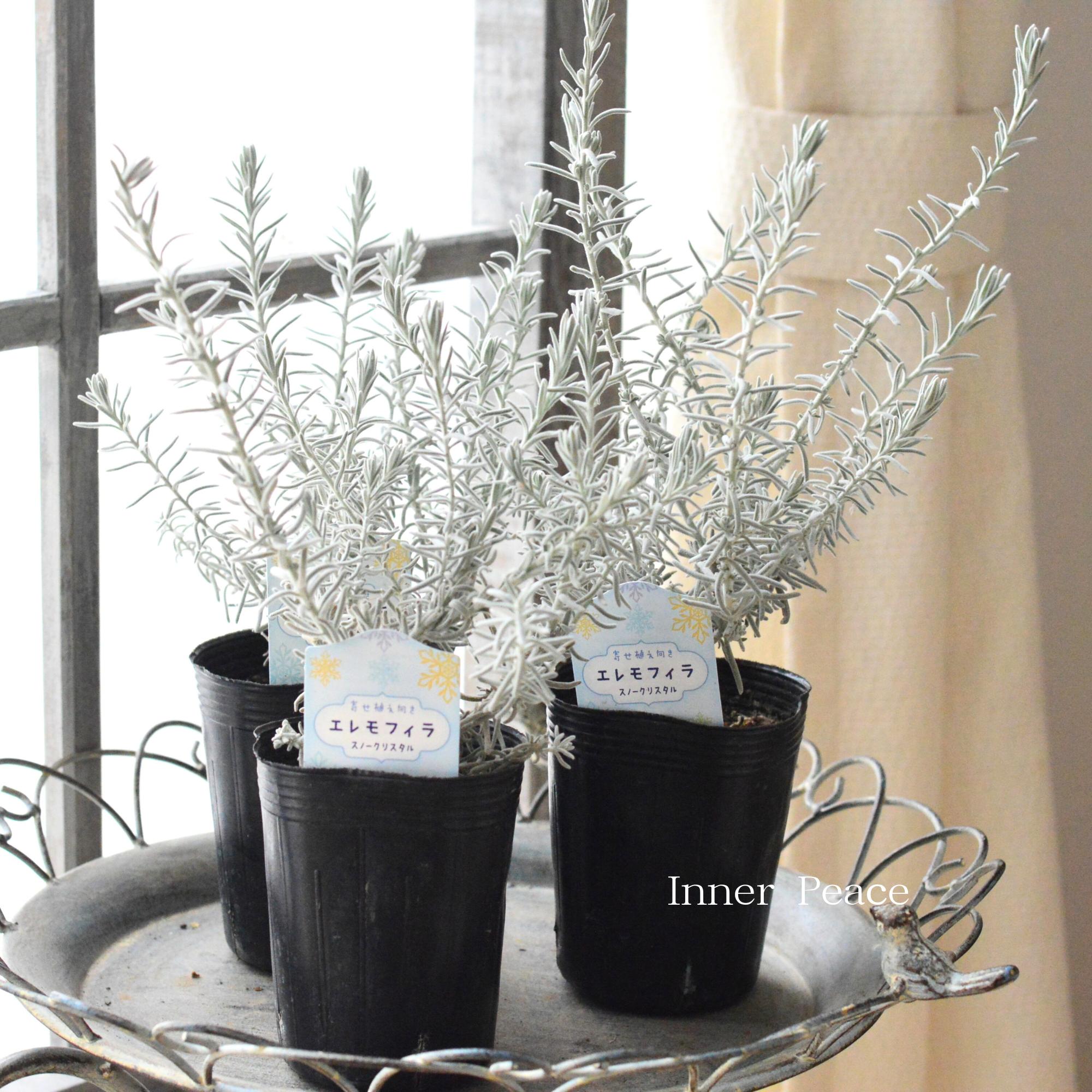 【美しい】 エレモフィラ スノークリスタル 3寸ロングPOT
