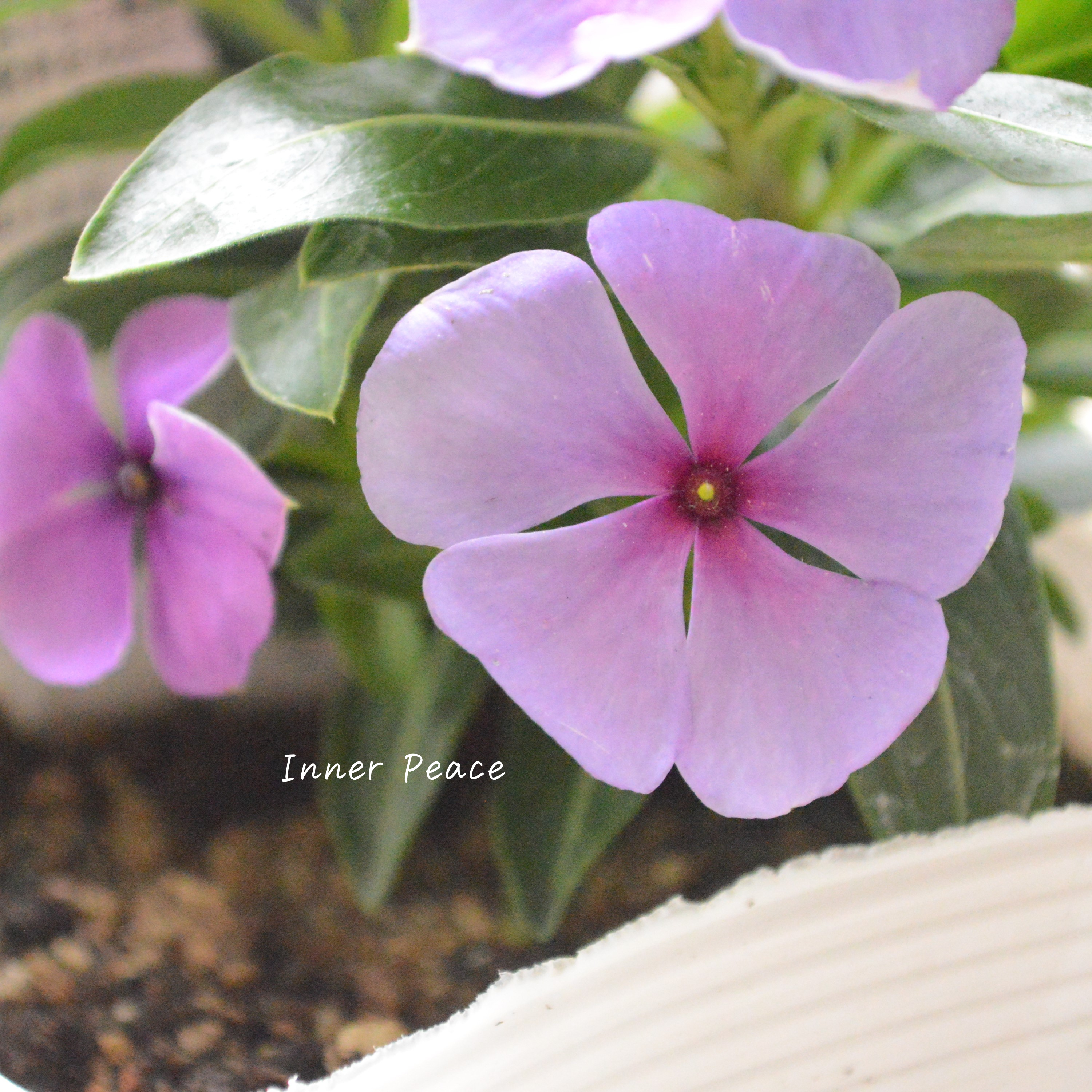 【北島園芸さん】 ニチニチソウ 『月明り』 3.5寸POT