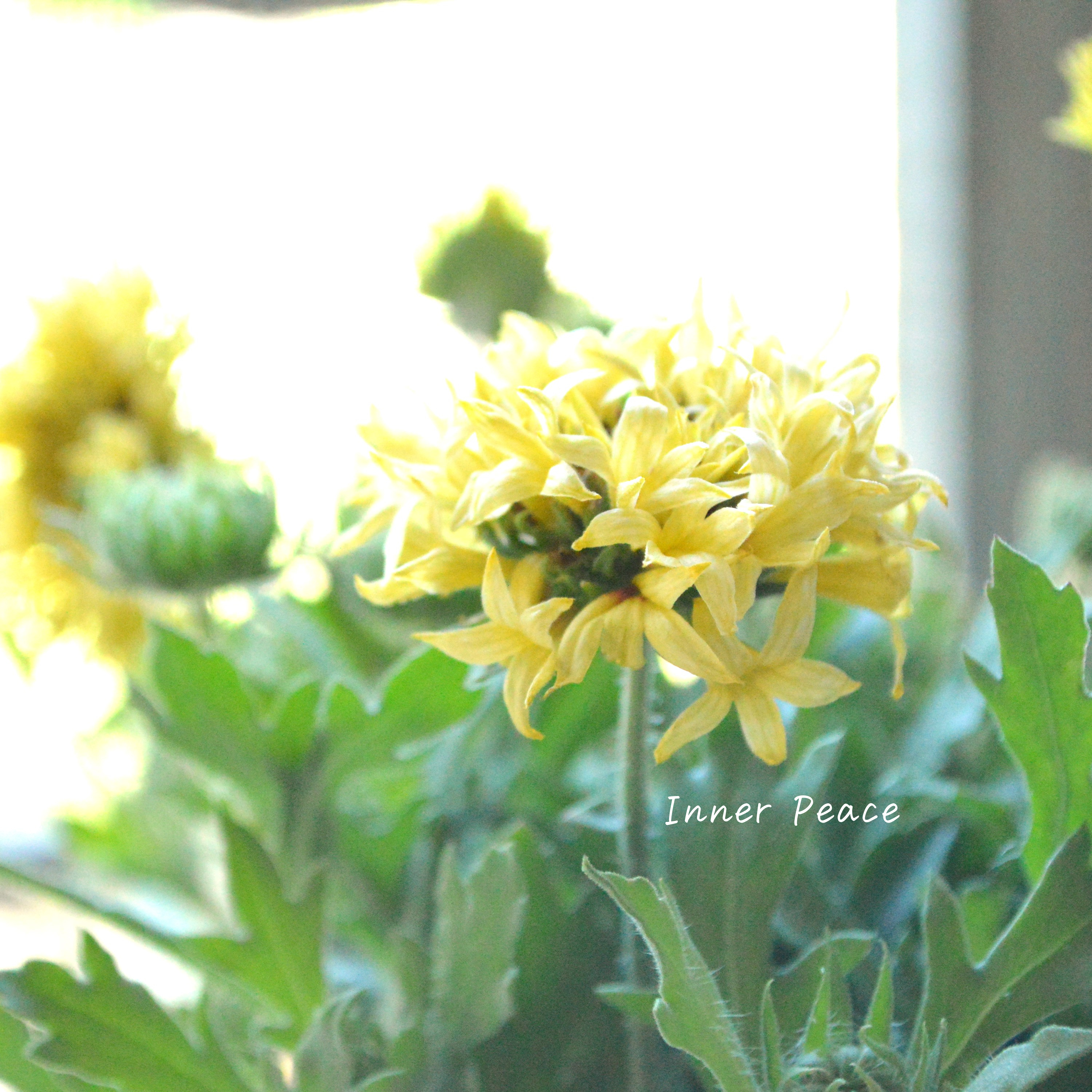 【人気】 ガイラルディア 『ガリア・コーラルスパーク』 3寸ロングPOT