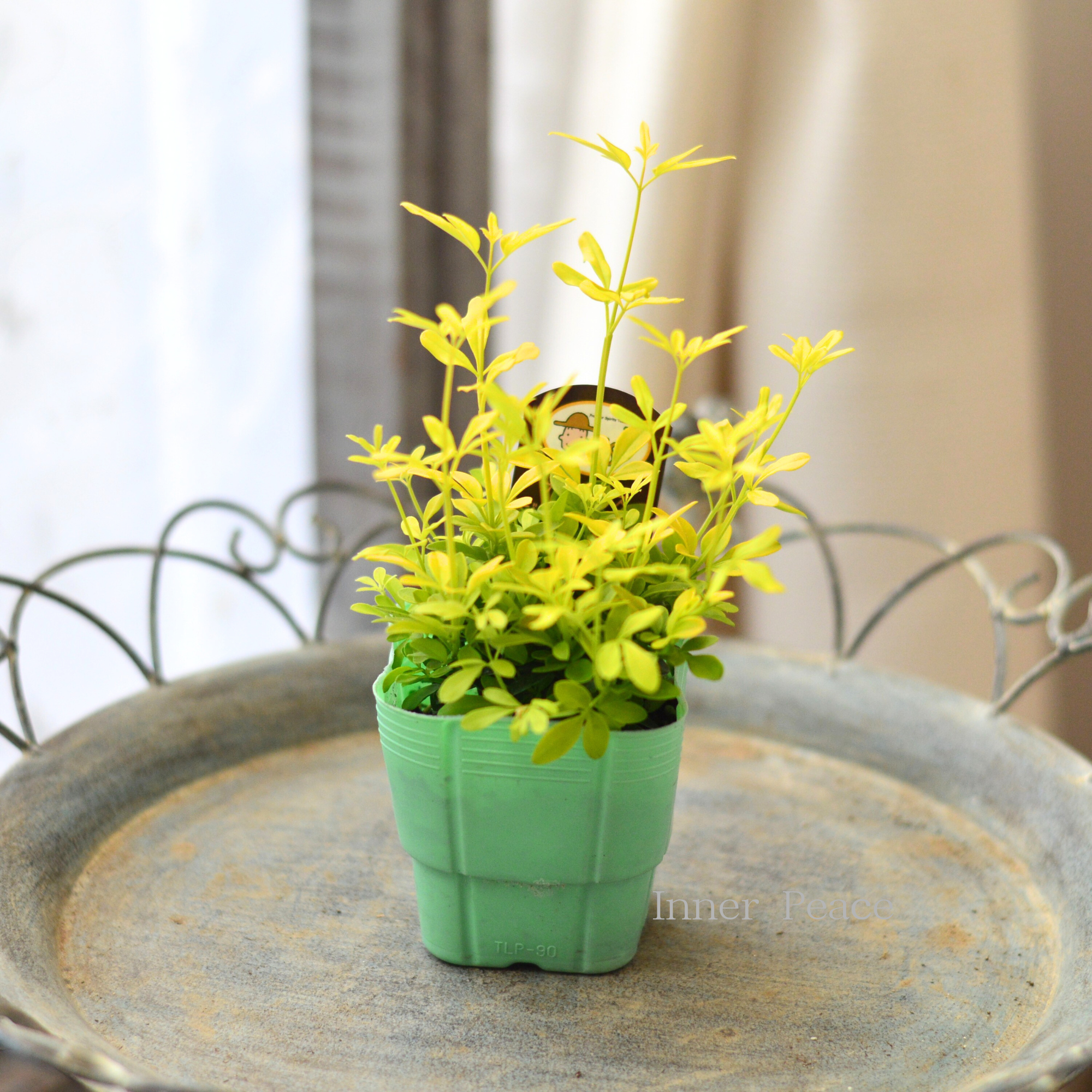 【寄せ植えに】 プリムローズジャスミン 『オーレア』 2.5寸POT