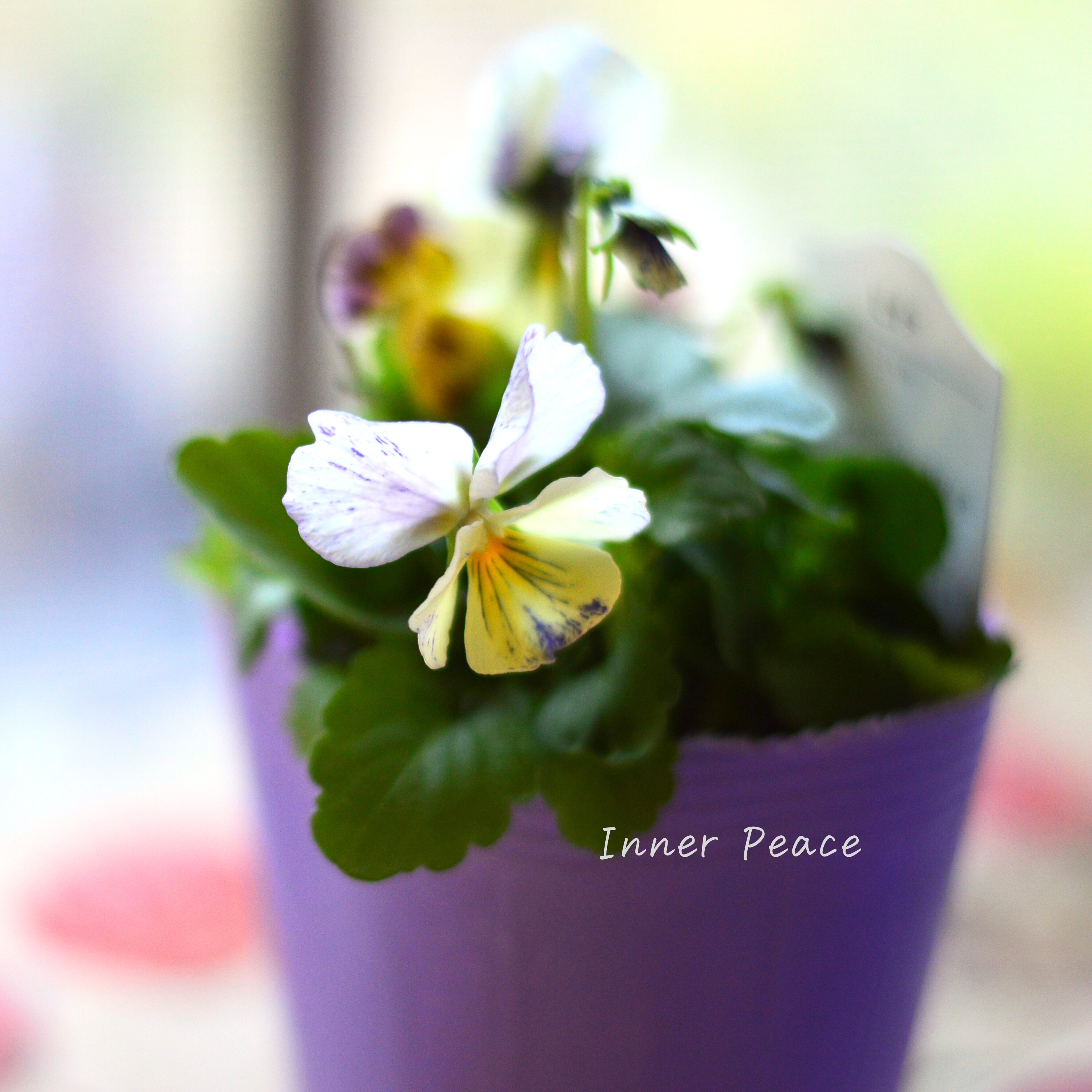 【花夢園芸さん】 ビオラ 『レパード・Aタイプ』 3寸ロングPOT