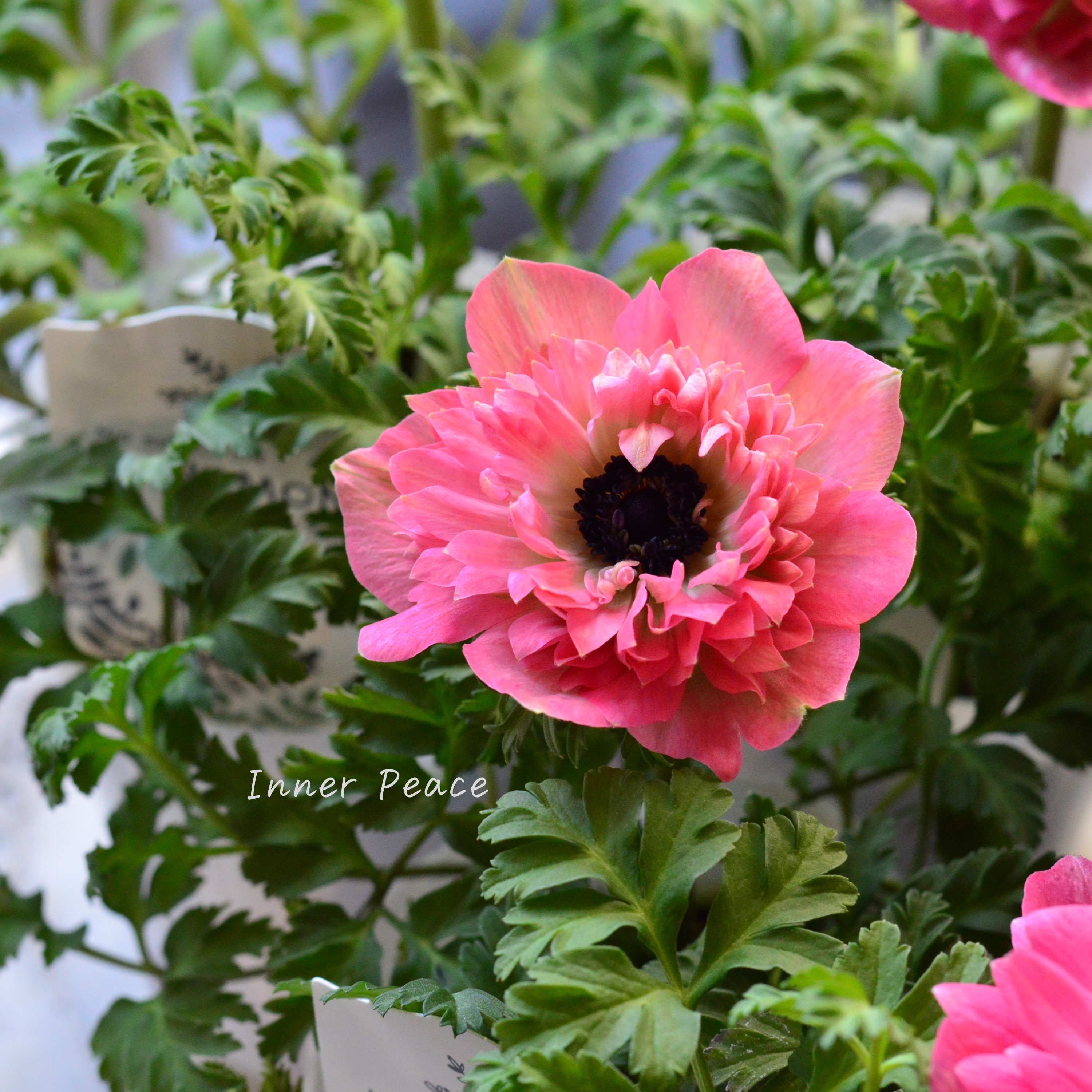 【八重咲き】 アネモネ 『ポルト・ダブル ピンク』 3~3.5寸POT