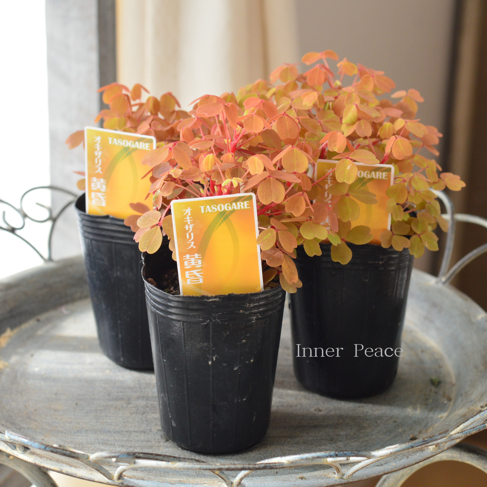 【美しい】 オキザリス 『黄昏~たそがれ~』 2.5寸ロングPOT