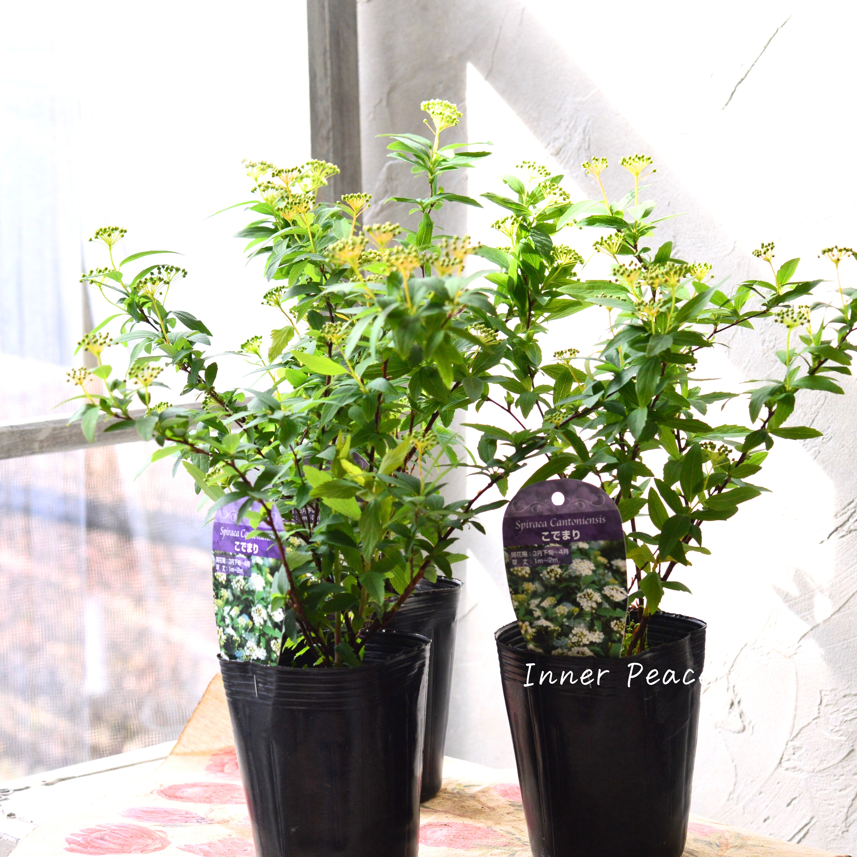 【素敵】 コデマリ 3寸POT